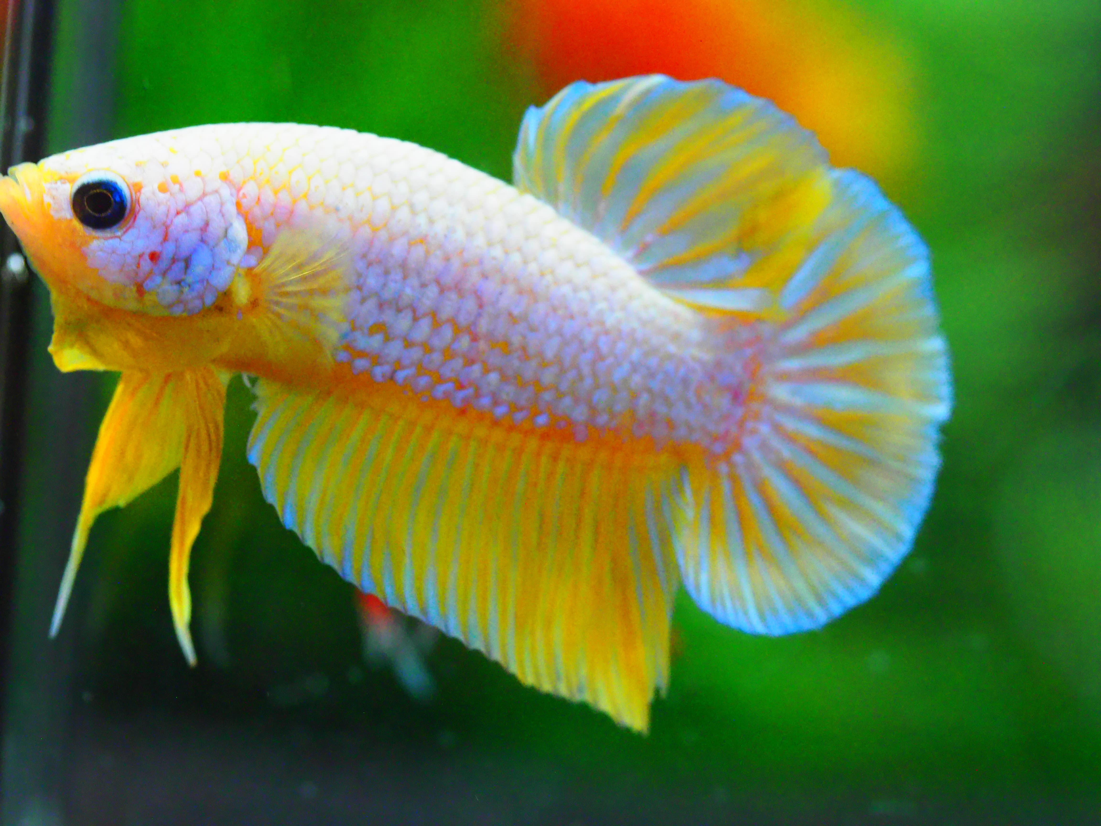 HMPK FANCY MALE GRADE A +++