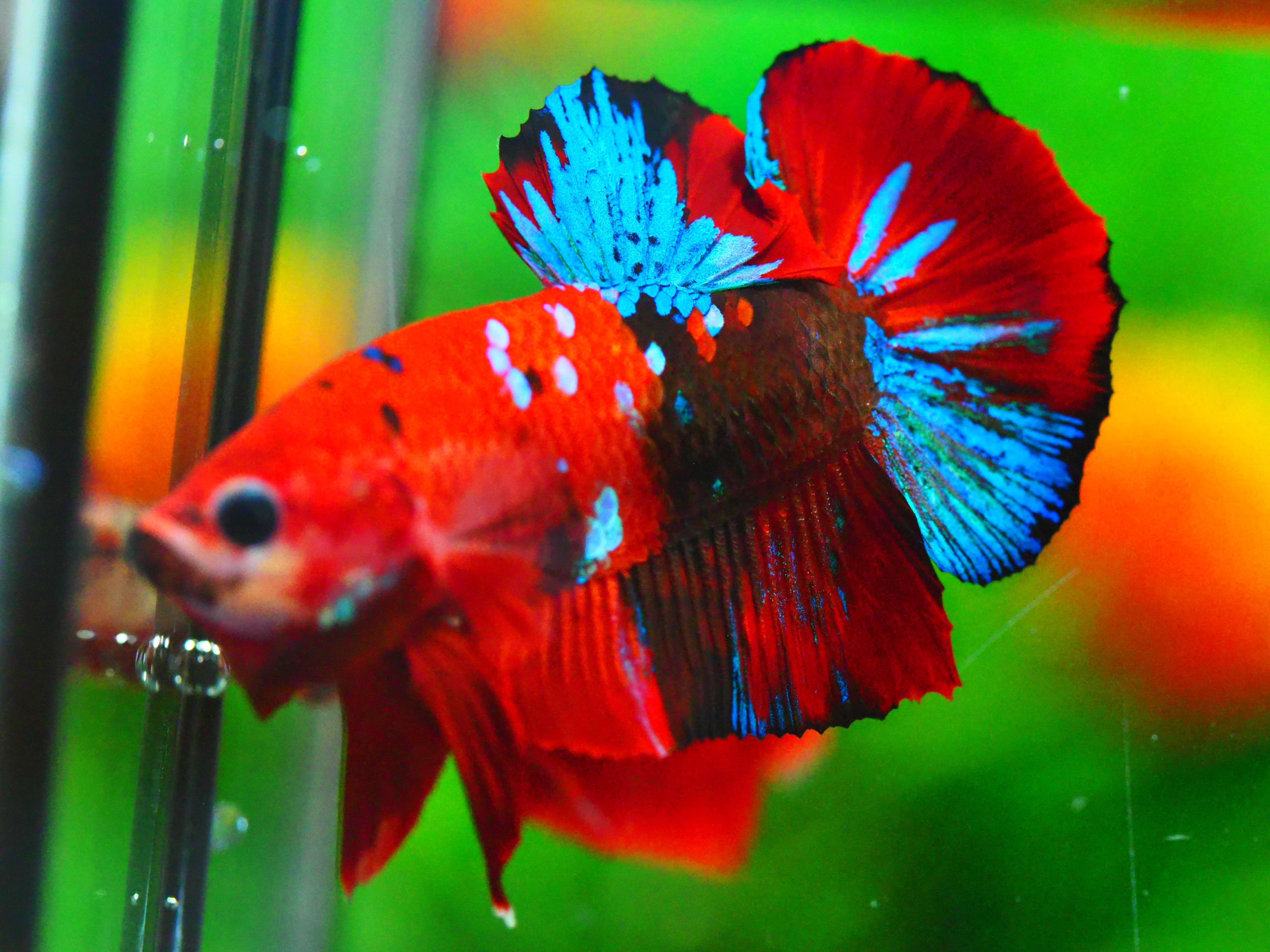 HMPK KOI GALAXY MALE GRADE A +++