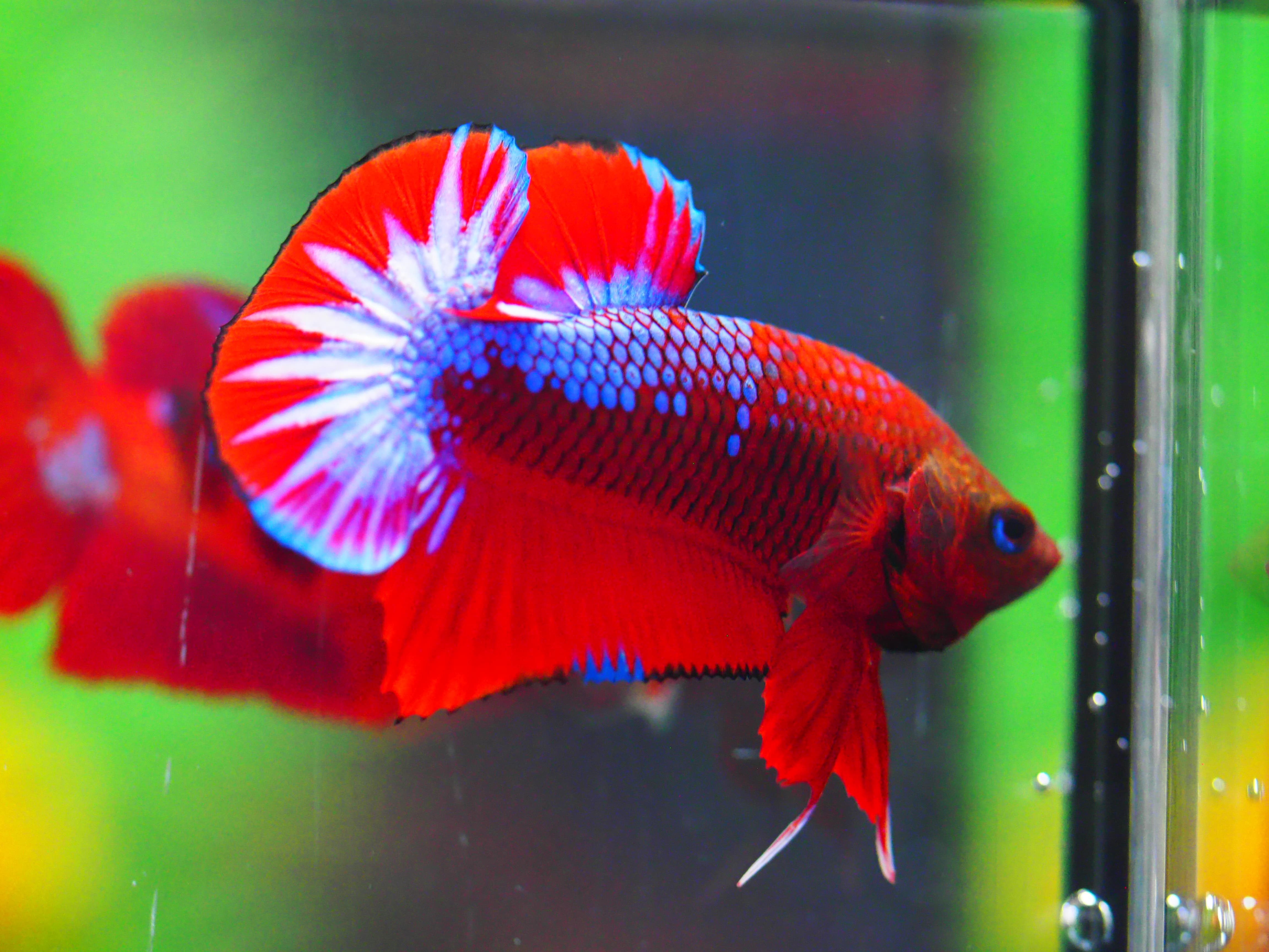 HMPK FANCY MALE GRADE A +++