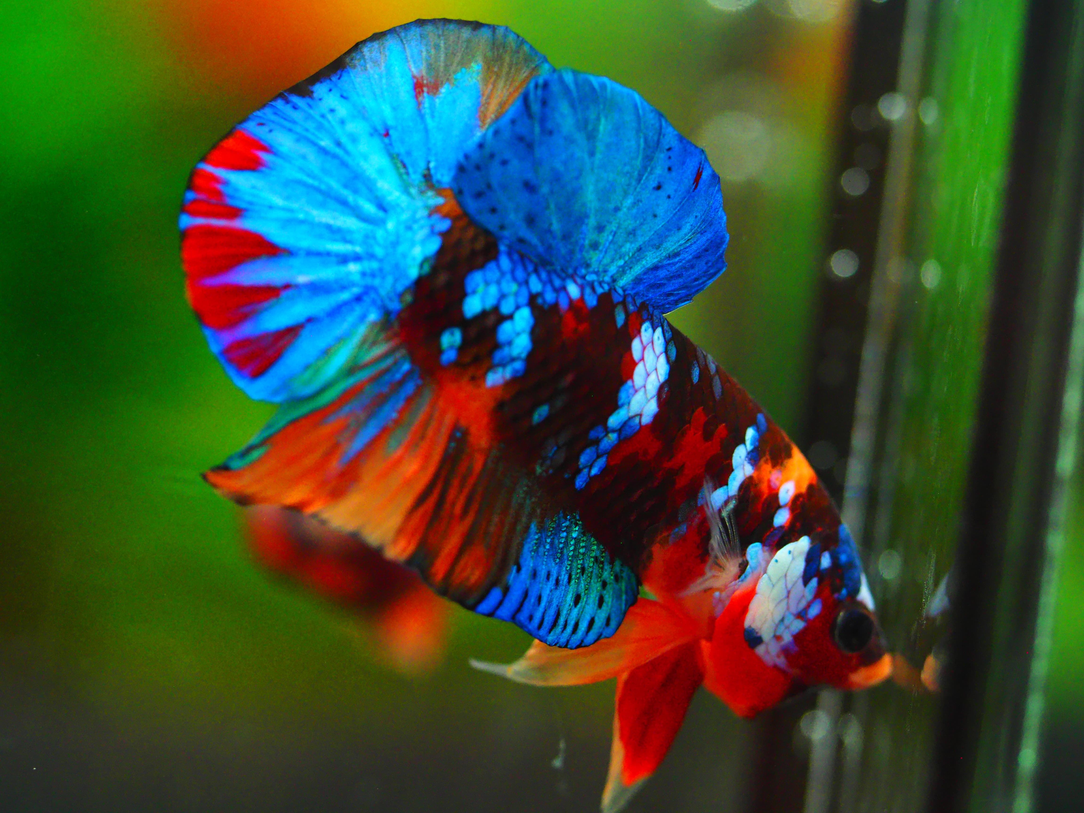 HMPK NEMO GALAXY MALE GRADE A +++