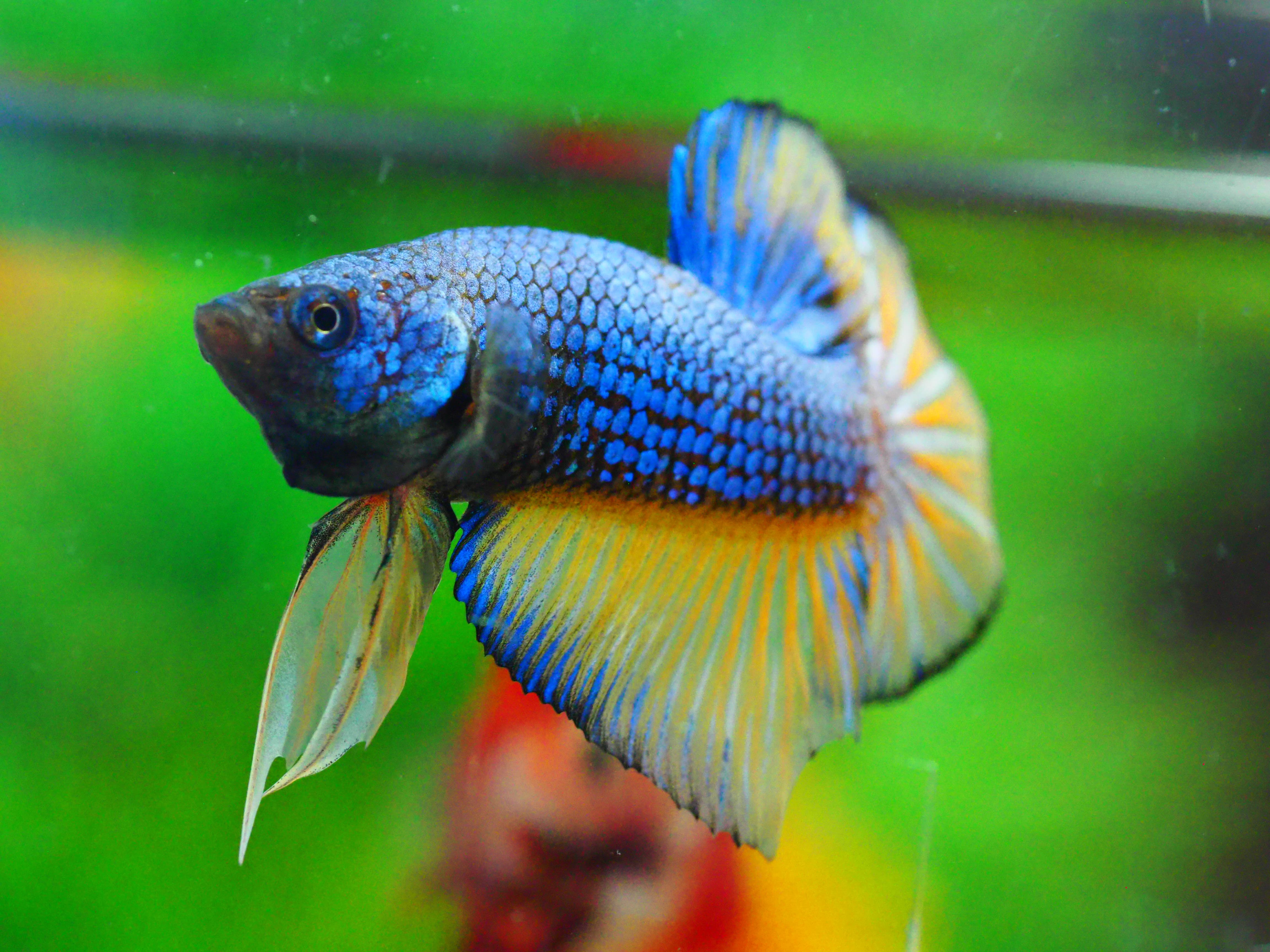 HMPK FANCY MALE GRADE A +++