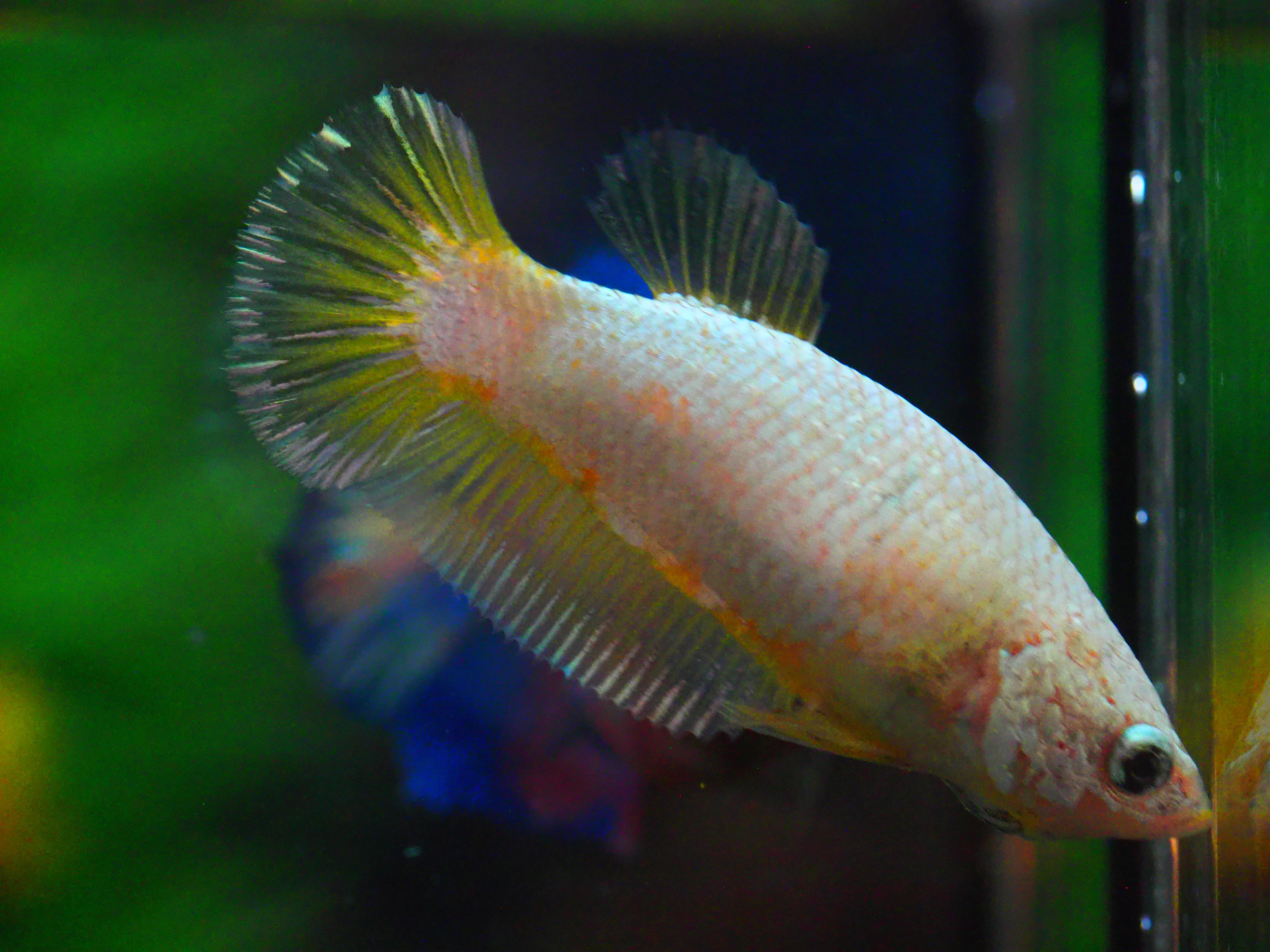 HMPK FANCY FNMALE GRADE A +++