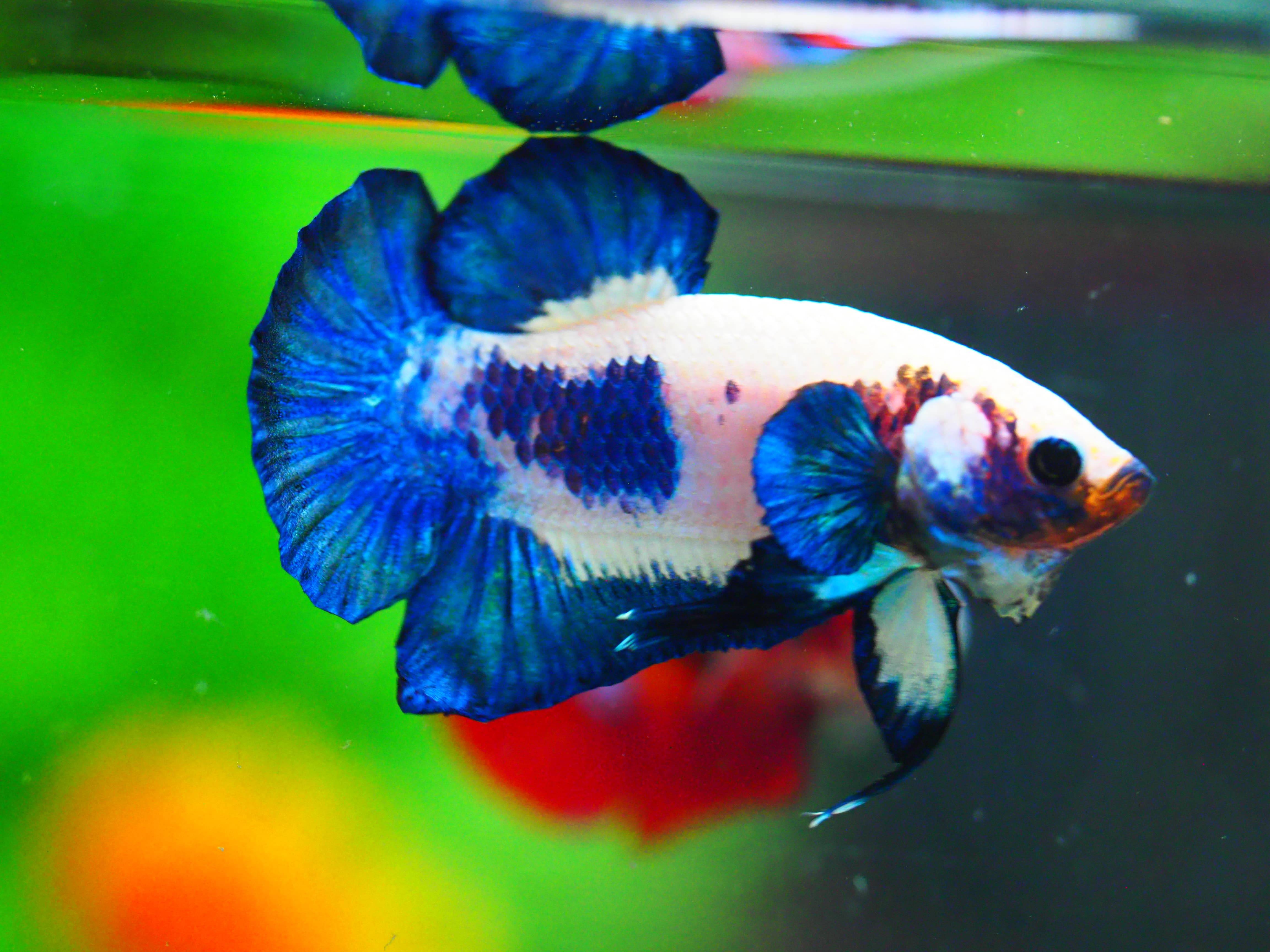 HMPK FANCY MALE GRADE A +++