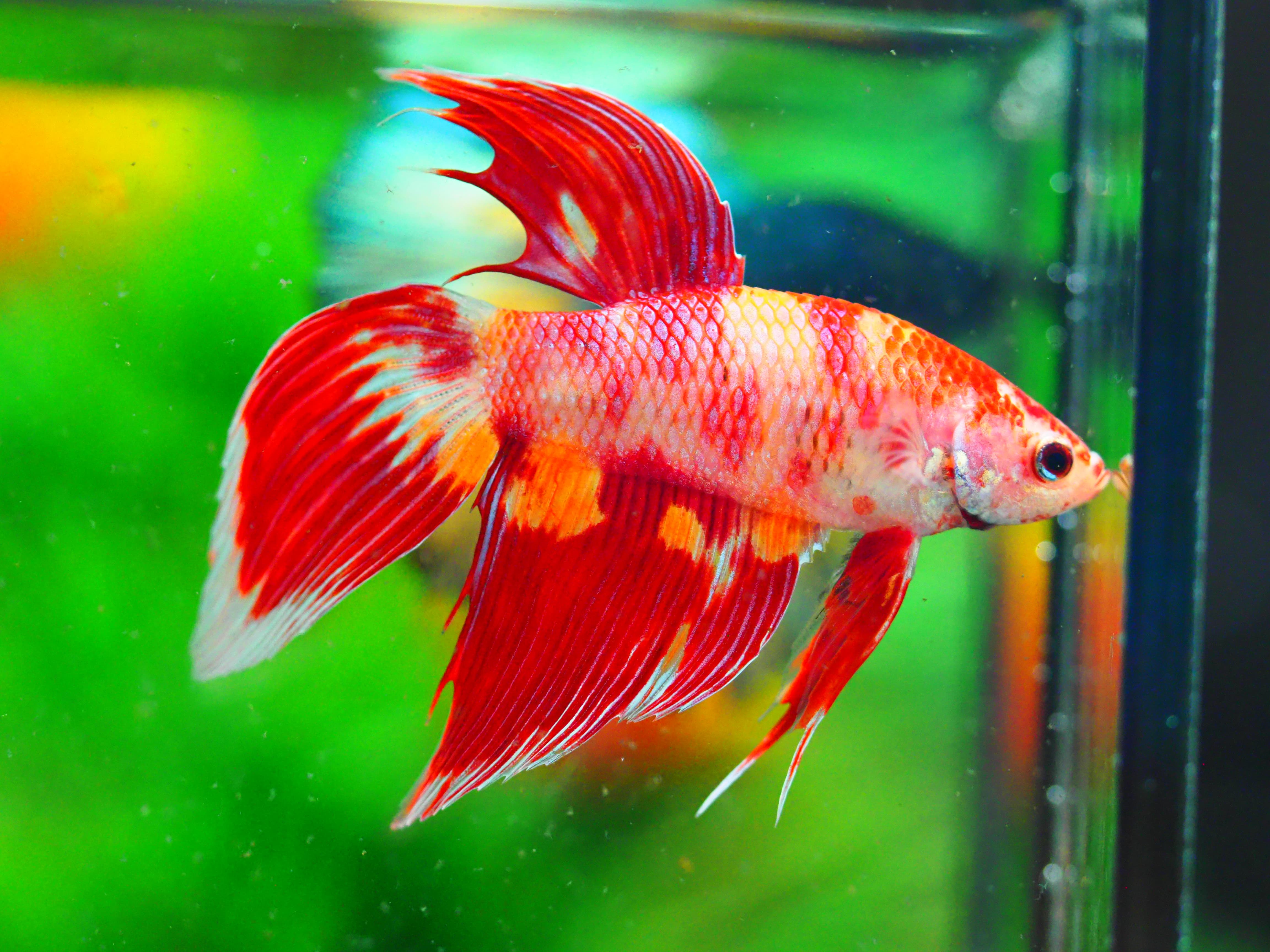 VT NEMO MALE GRADE A +++