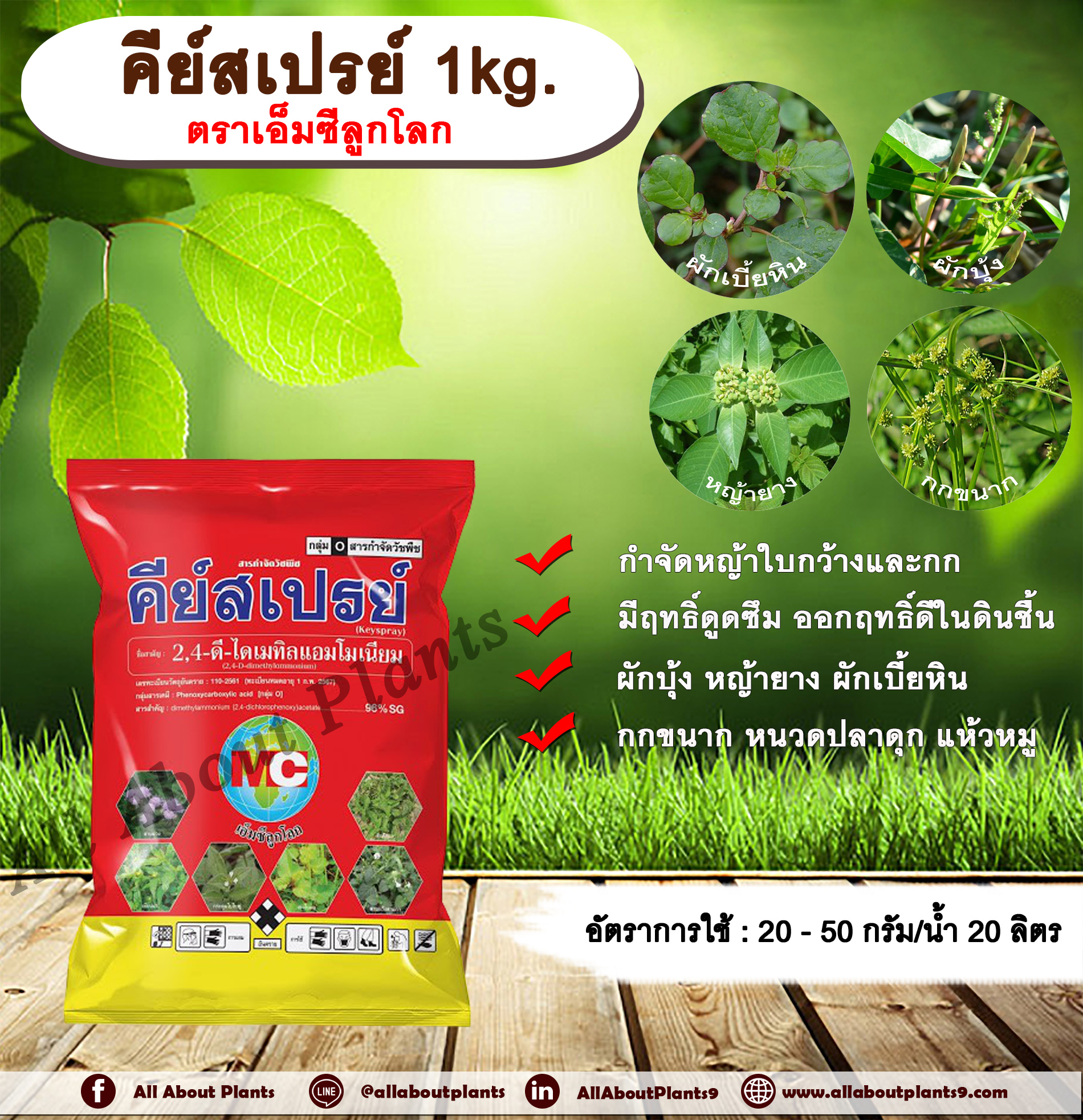 คีย์สเปรย์ 1kg. ตราเอ็มซีลูกโลก 24ดี โซเดียม แบบเกล็ด ทูโฟดี สารกำจัดหญ้า กำจัดวัชพืช แบบดูดซึม ใบกว้าง และกก กำจัดหญ้ายาง ผักบุ้ง ผักโขม ผักเบี้ยหิน เครือ สะอึก กกขนาก แห้วหมู หนวดปลาดุก allaboutplants ชิ้น