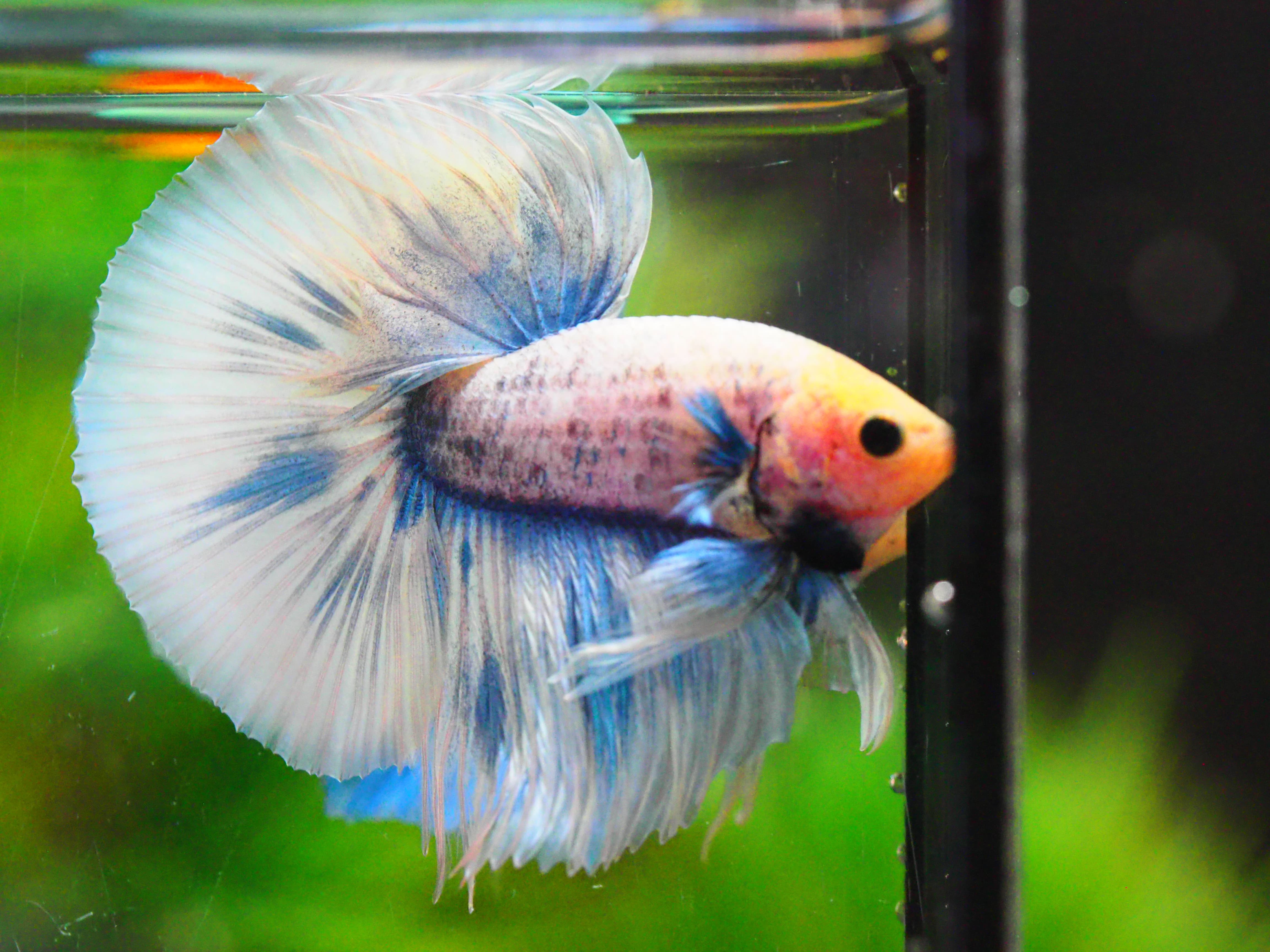 HM FANCY MALE GRADE A +++