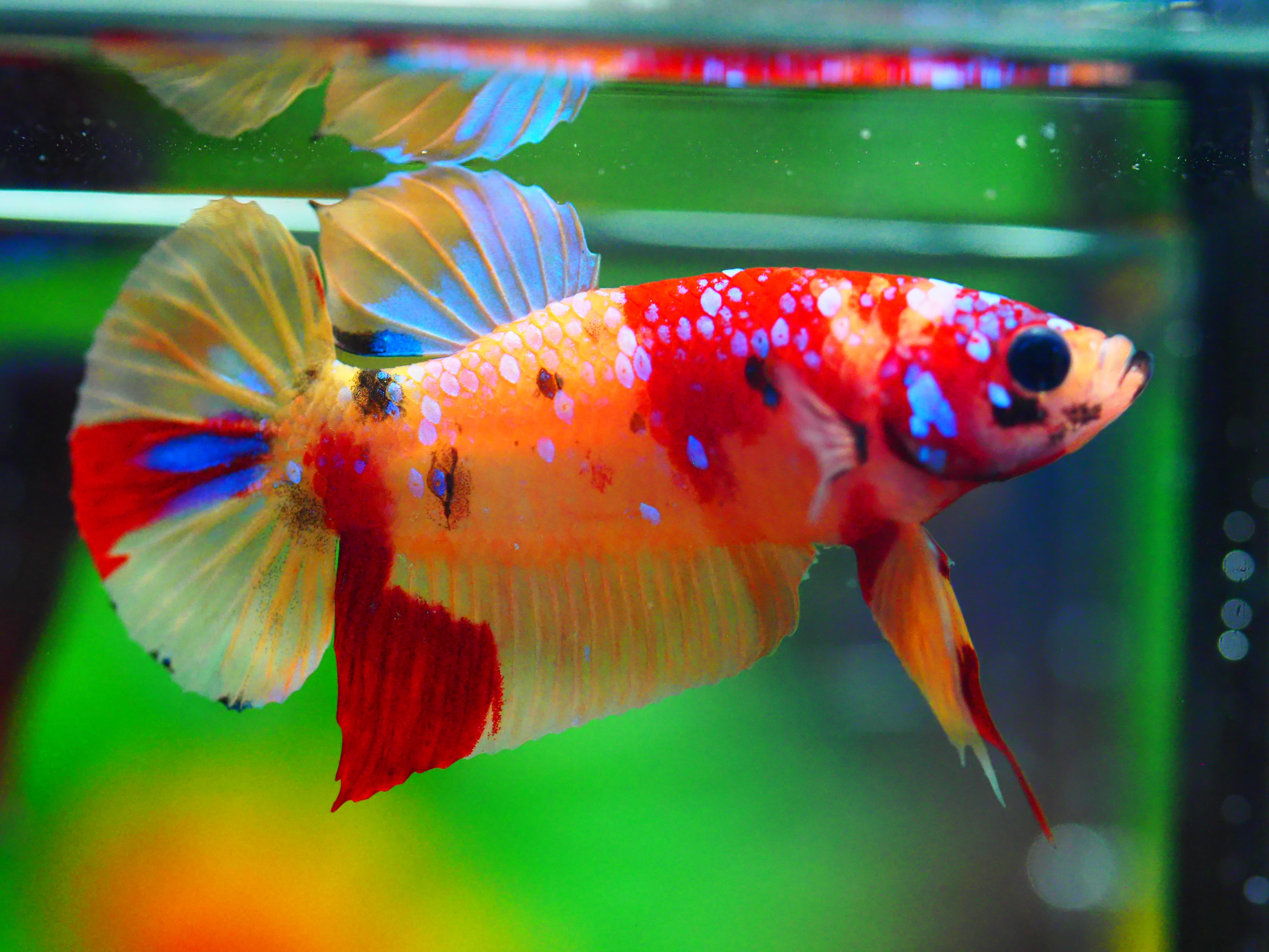 HMPK NEMO GALAXY MALE GRADE A +++