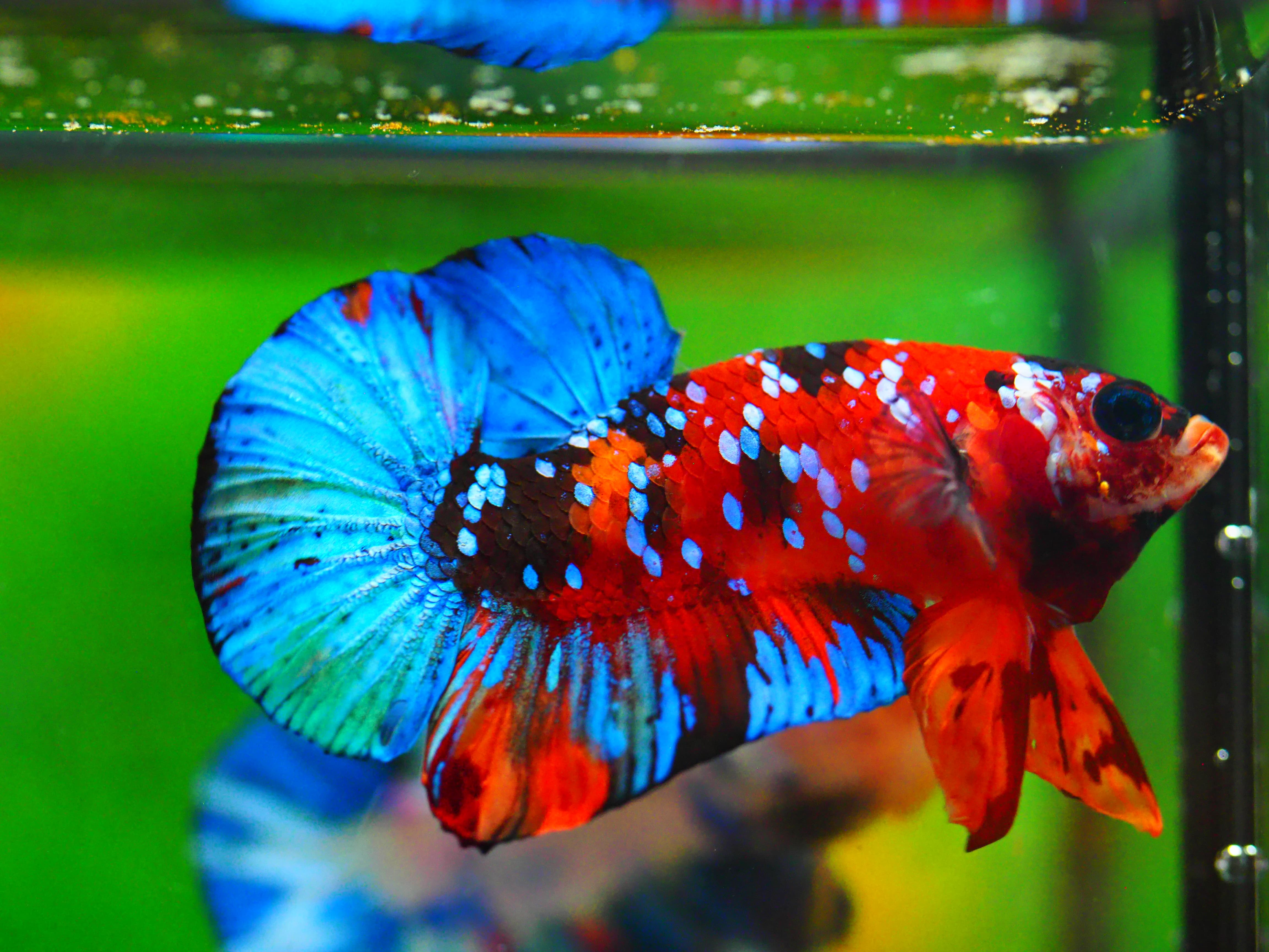 HMPK NEMO GALAXY MALE GRADE A +++