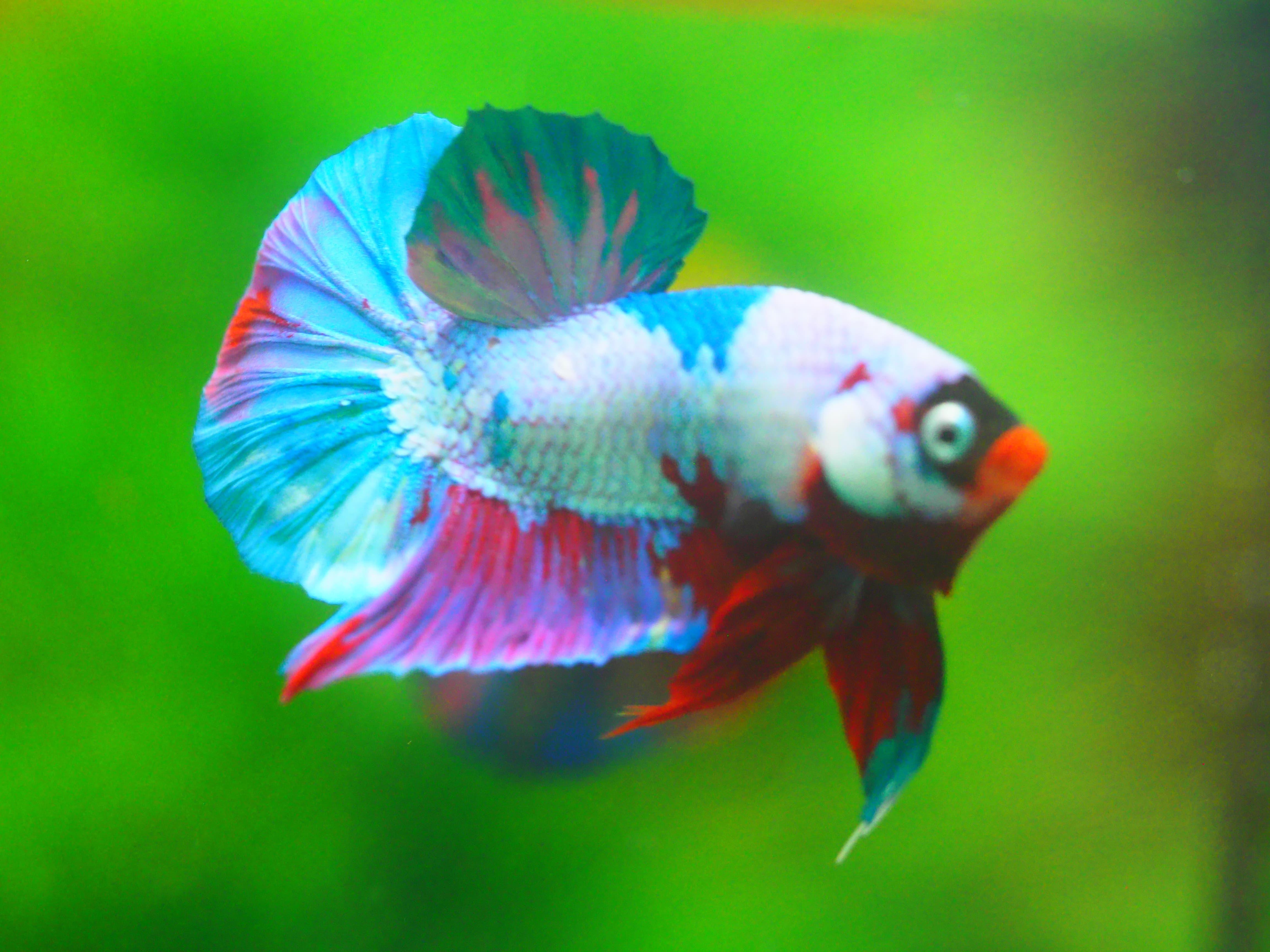HMPK KOI FANCY MALE GRADE A +++