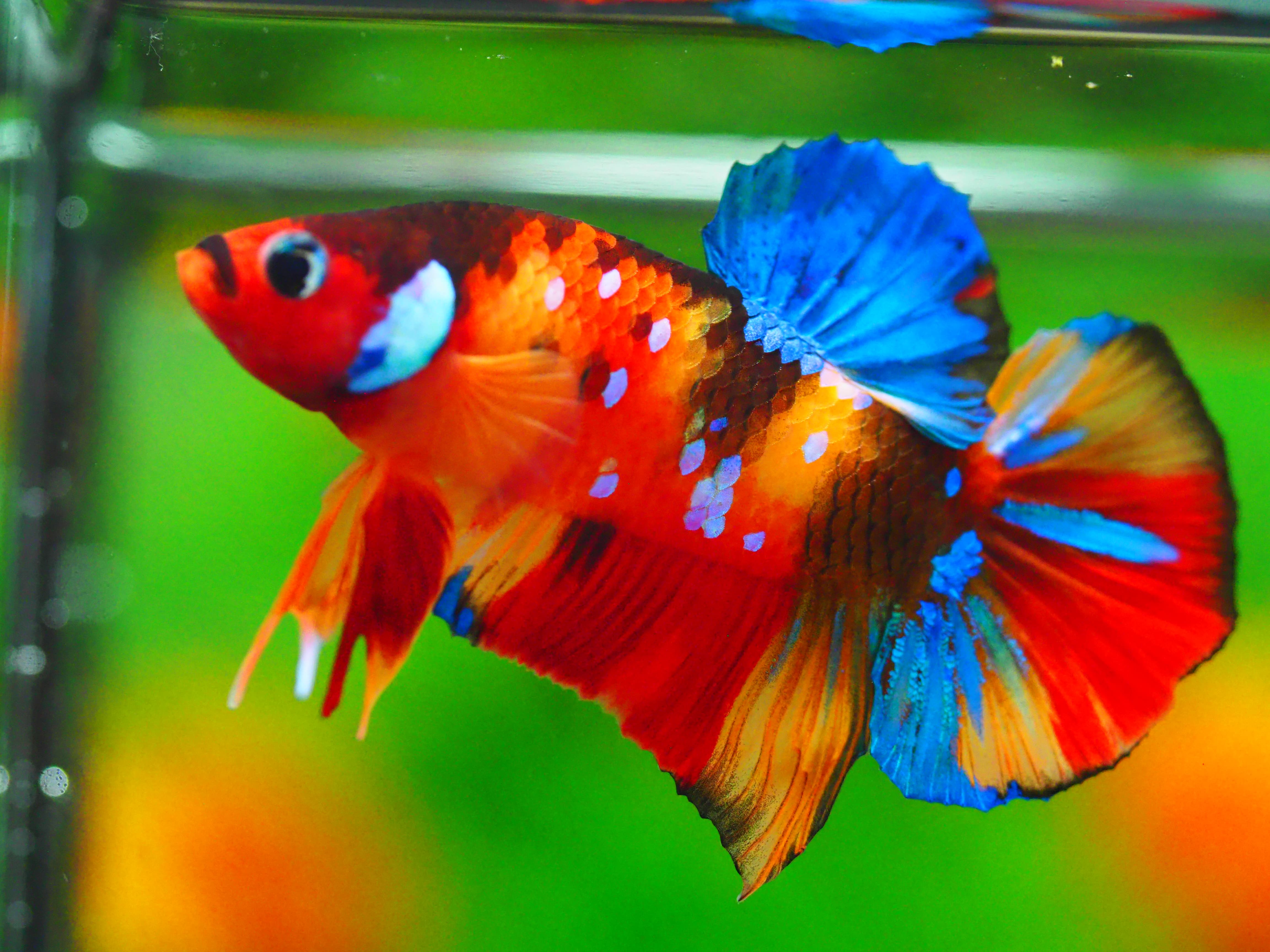 HMPK NEMO GALAXY MALE GRADE A +++