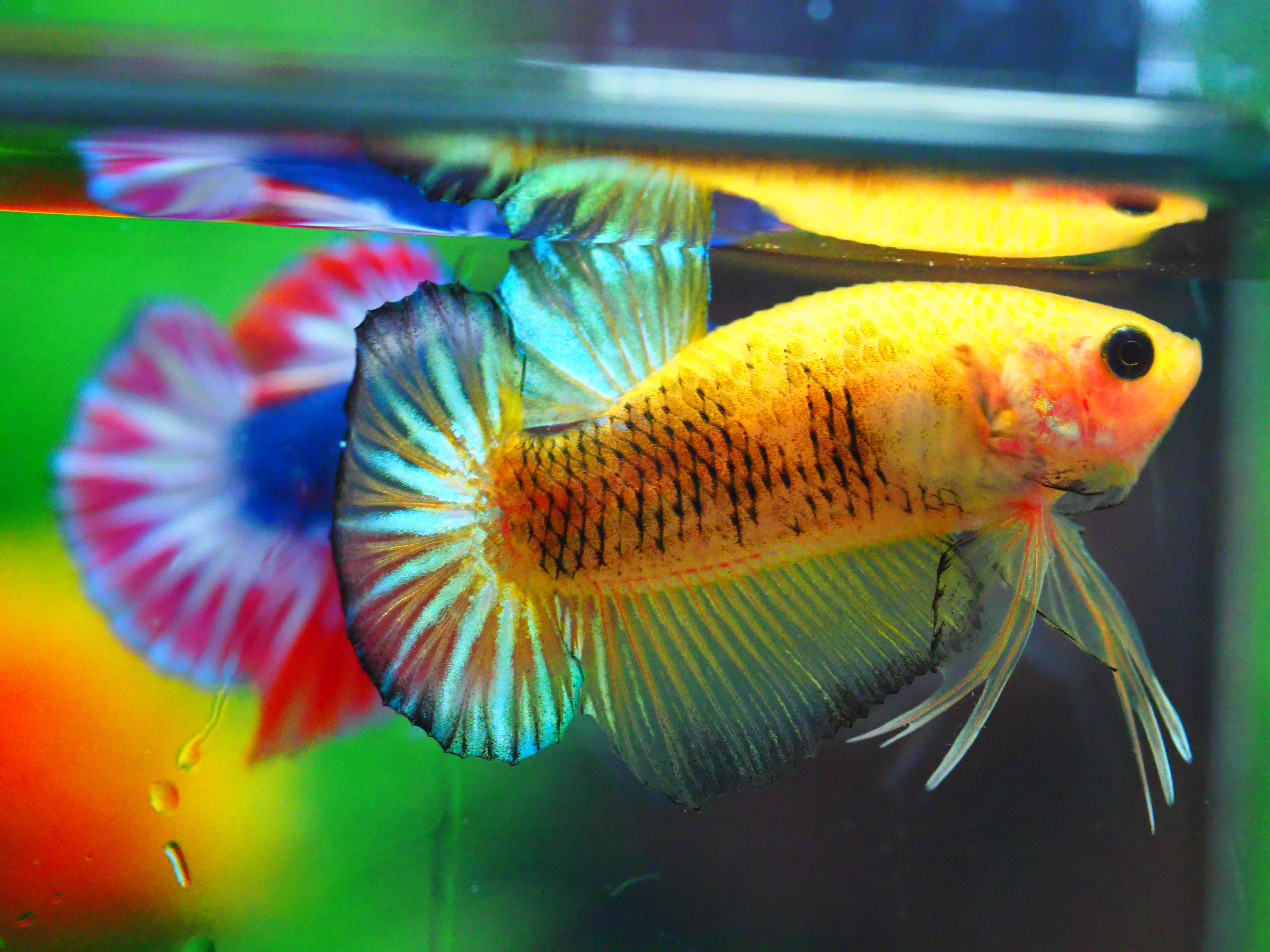 HMPK FANCY MALE GRADE A +++