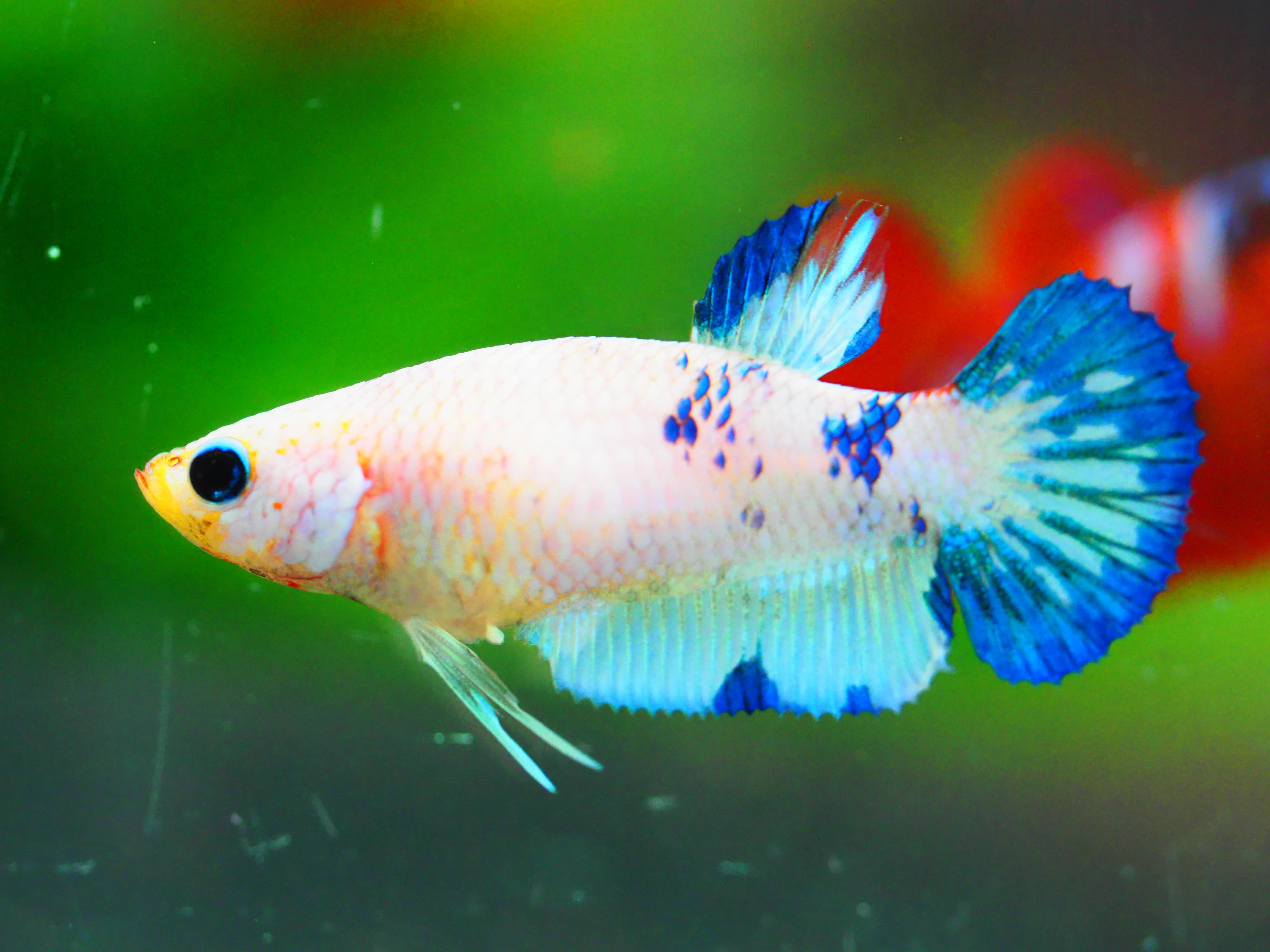 HMPK FANCY FNMALE GRADE A +++