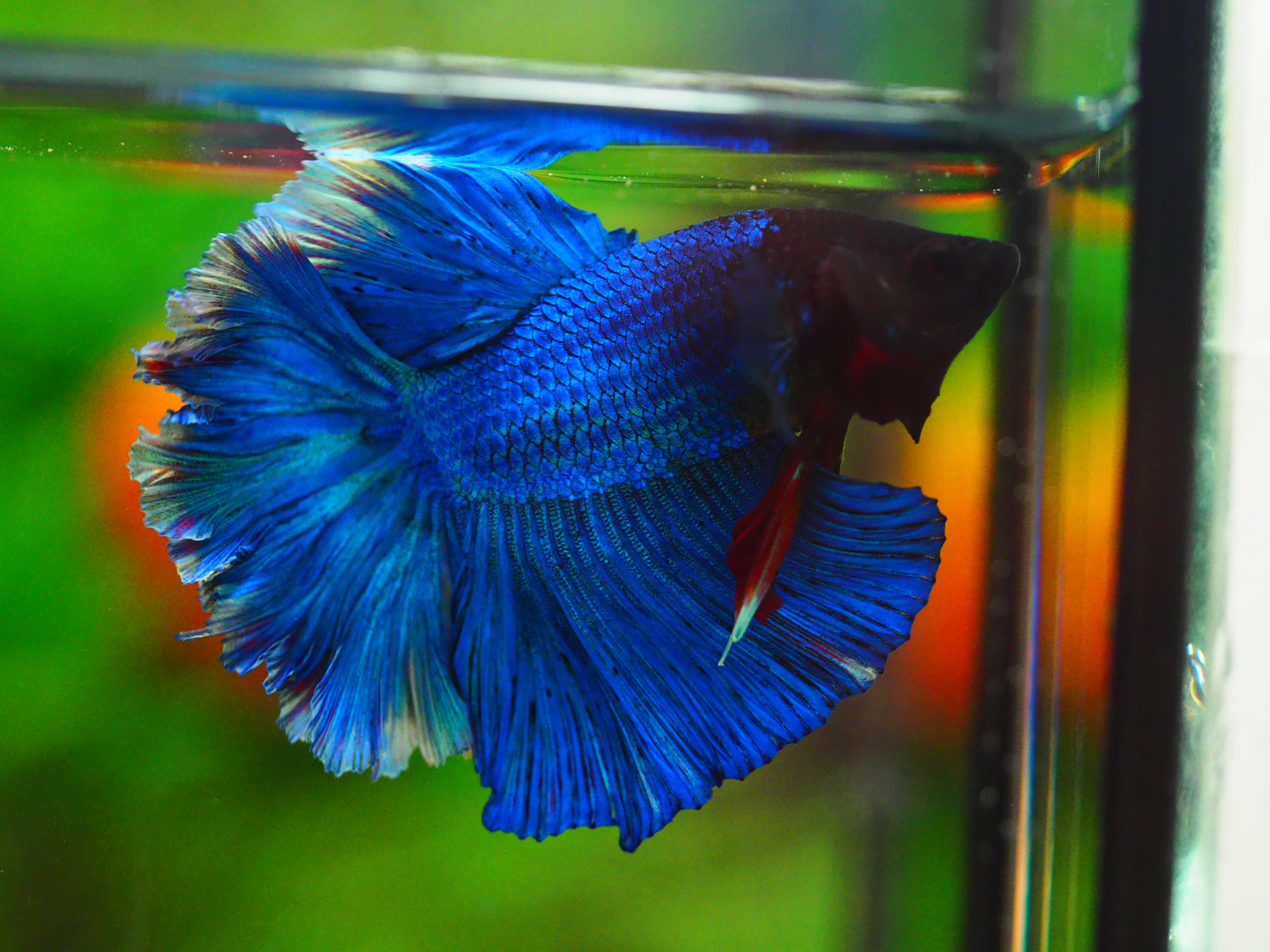 HM FANCY MALE GRADE A+++