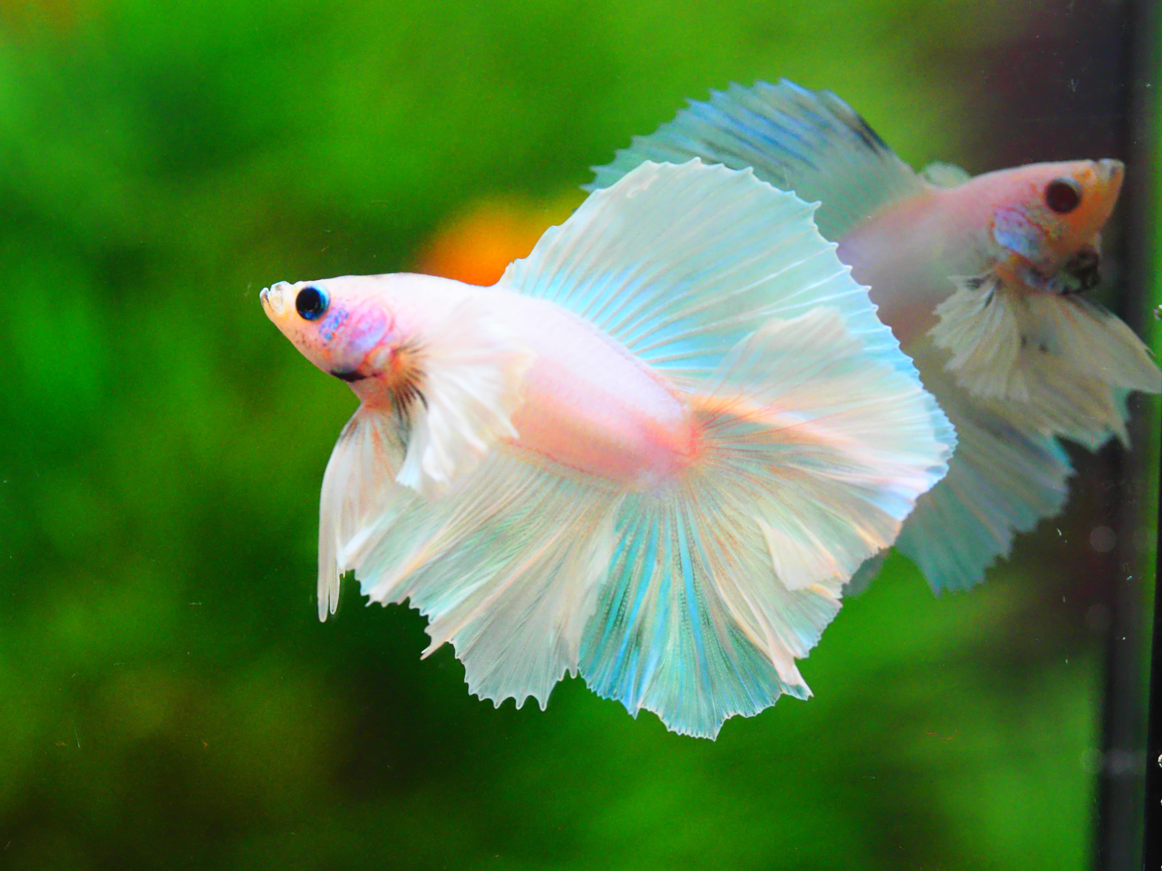 HM DT DUMBO MALE GRADE A +++