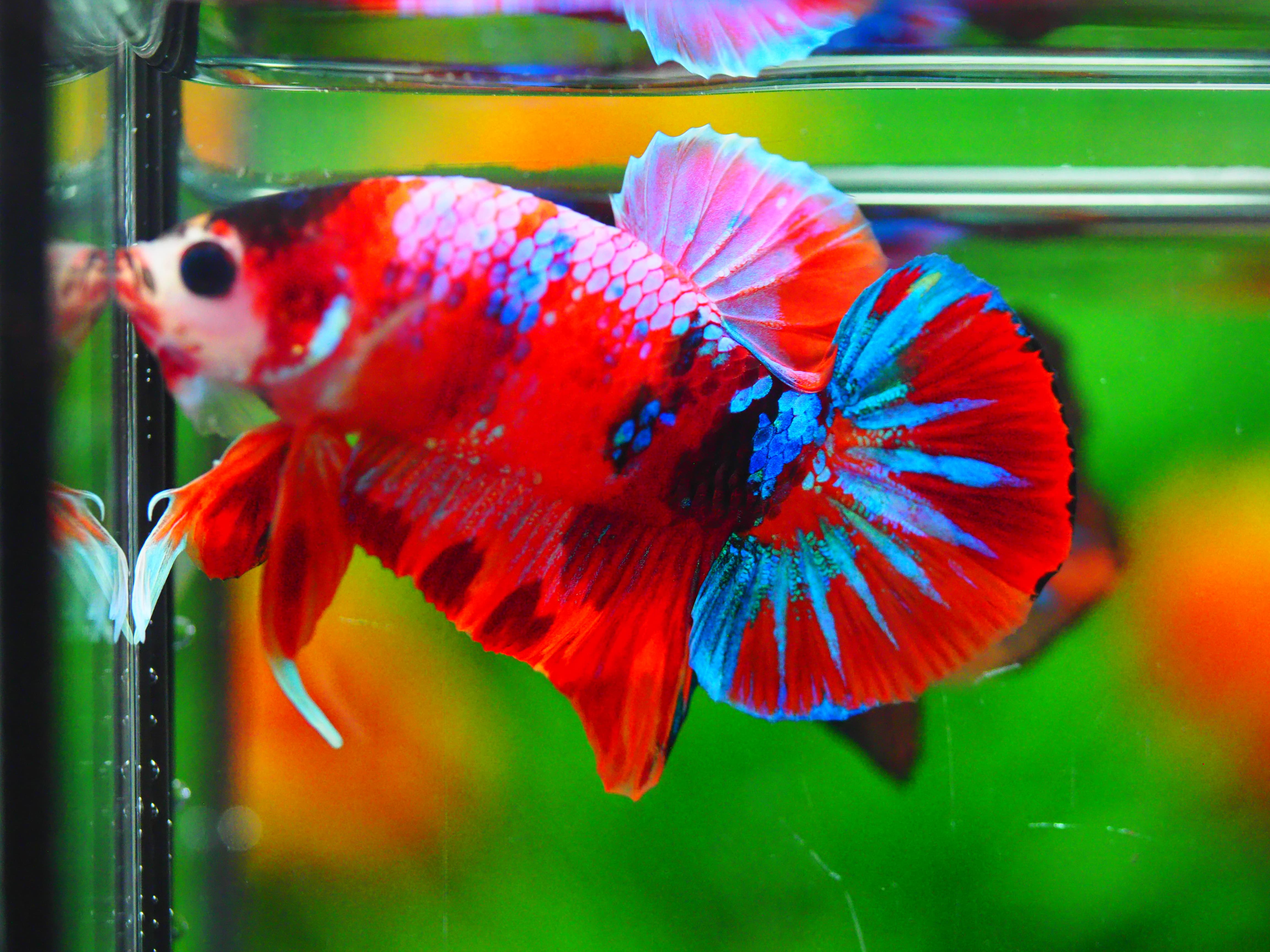 HMPK NEMO GALAXY MALE GRADE A +++