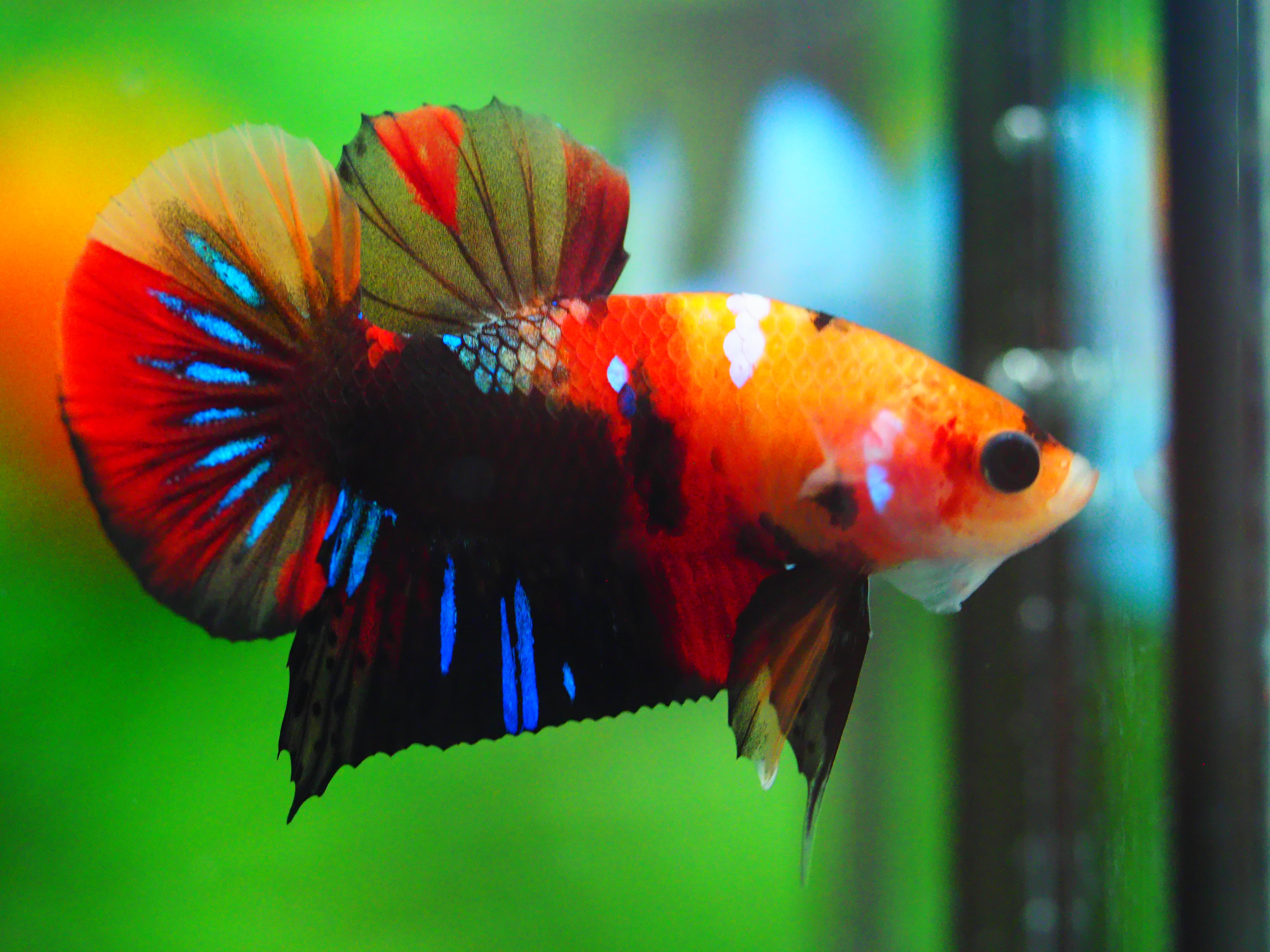 HMPK NEMO GALAXY MALE GRADE A +++