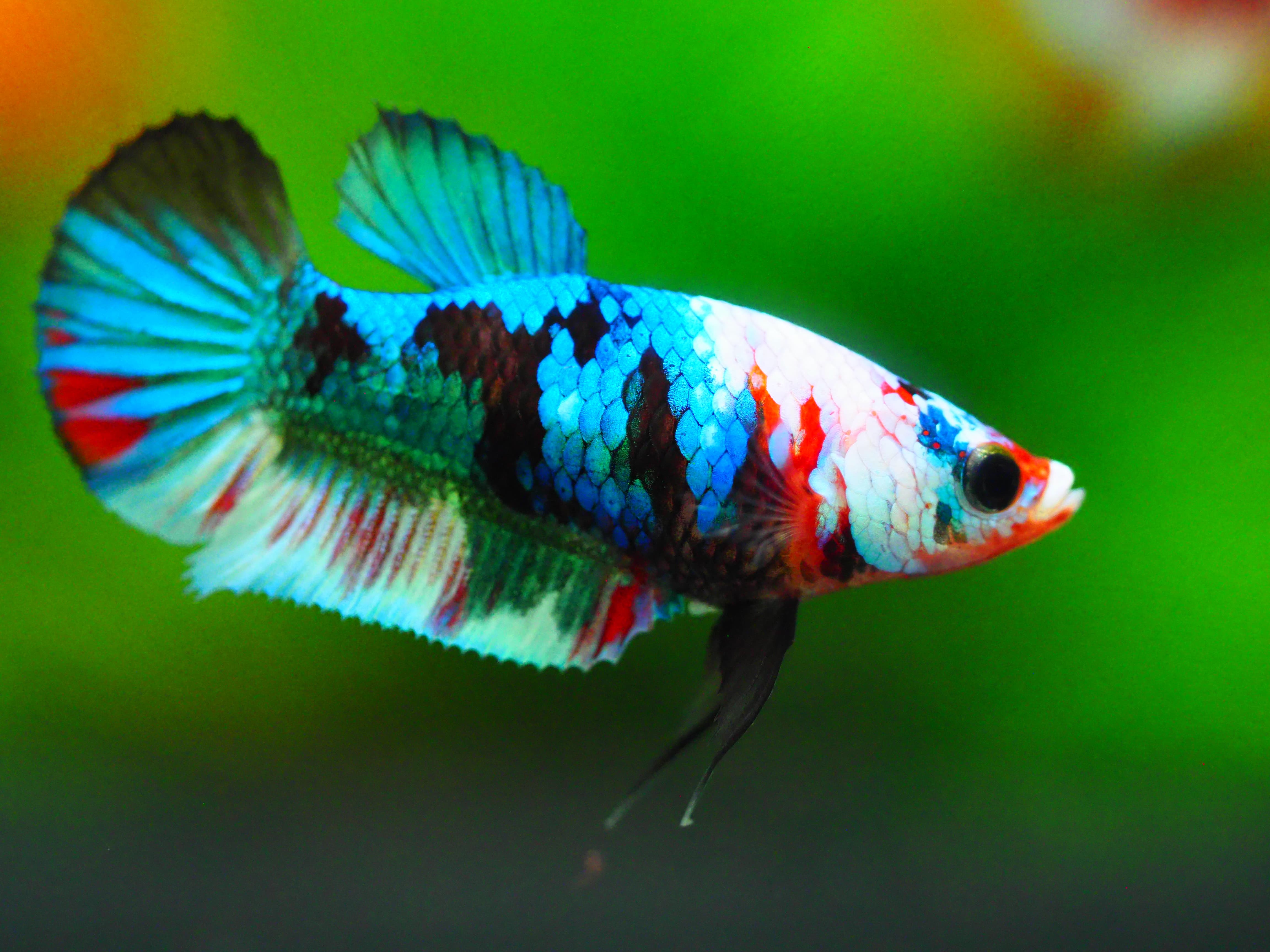 HMPK KOI GALAXY FN MALE GRADE A +++