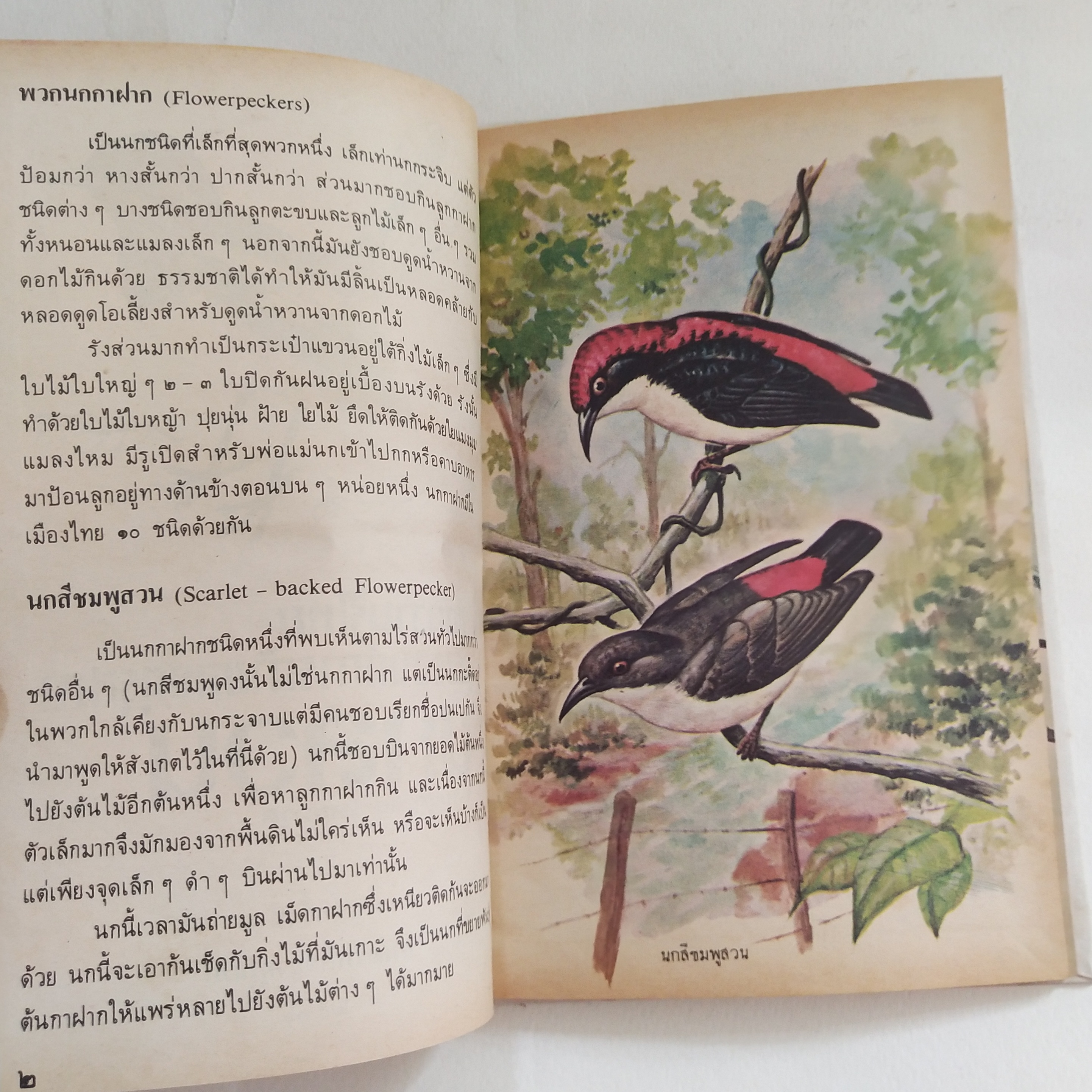 หนังสือเล่มเล็ก ชุดความรู้ไทย ขององค์การค้าของคุรุสภา นกสวน โดย นายแพทย์บุญส่ง เลขะกุล พิมพ์ครั้งที่ 2 2526ฤ