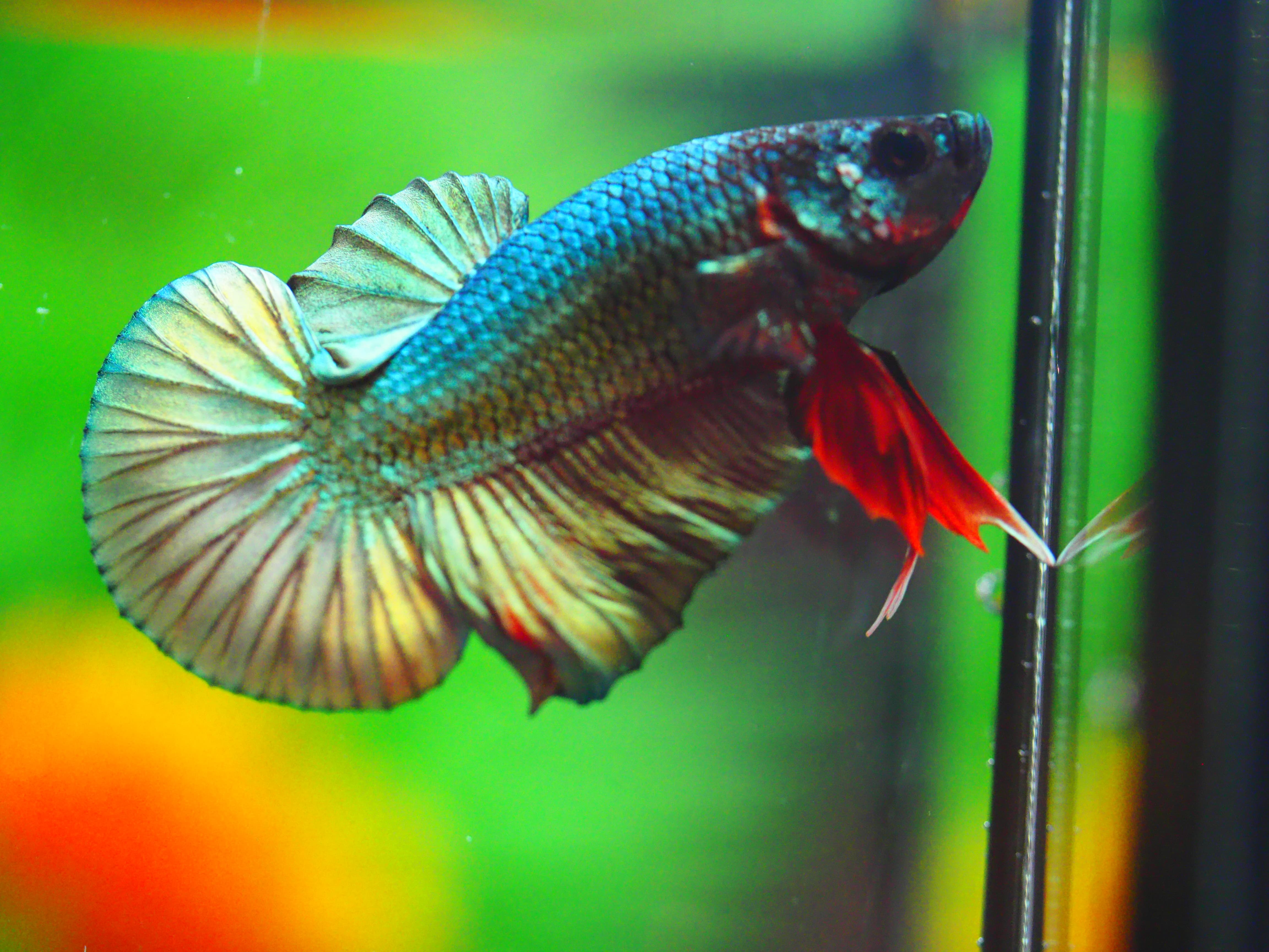 HMPK COPPER MALE GRADE A +++