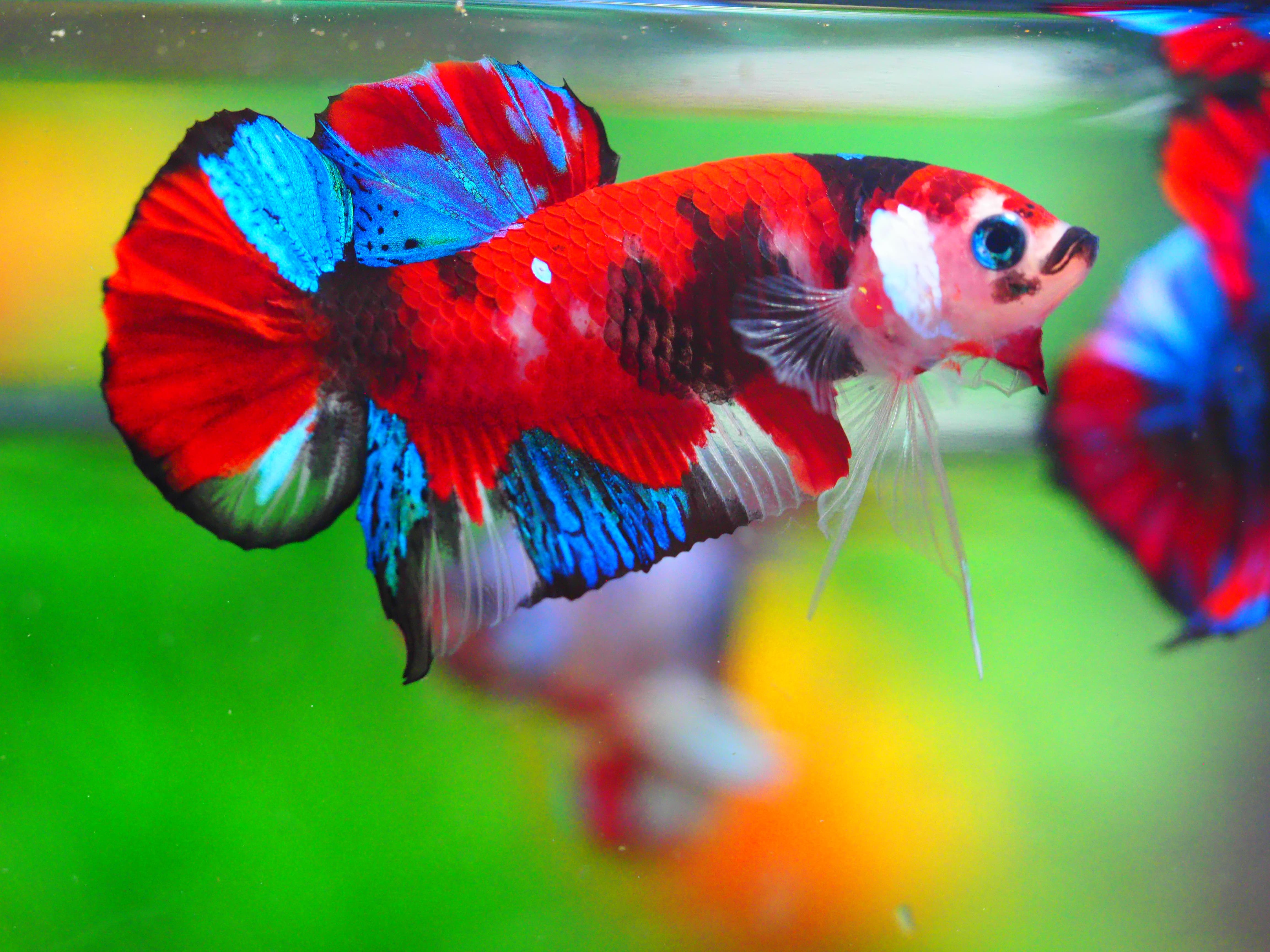 HMPK KOI GALAXY MALE GRADE A +++