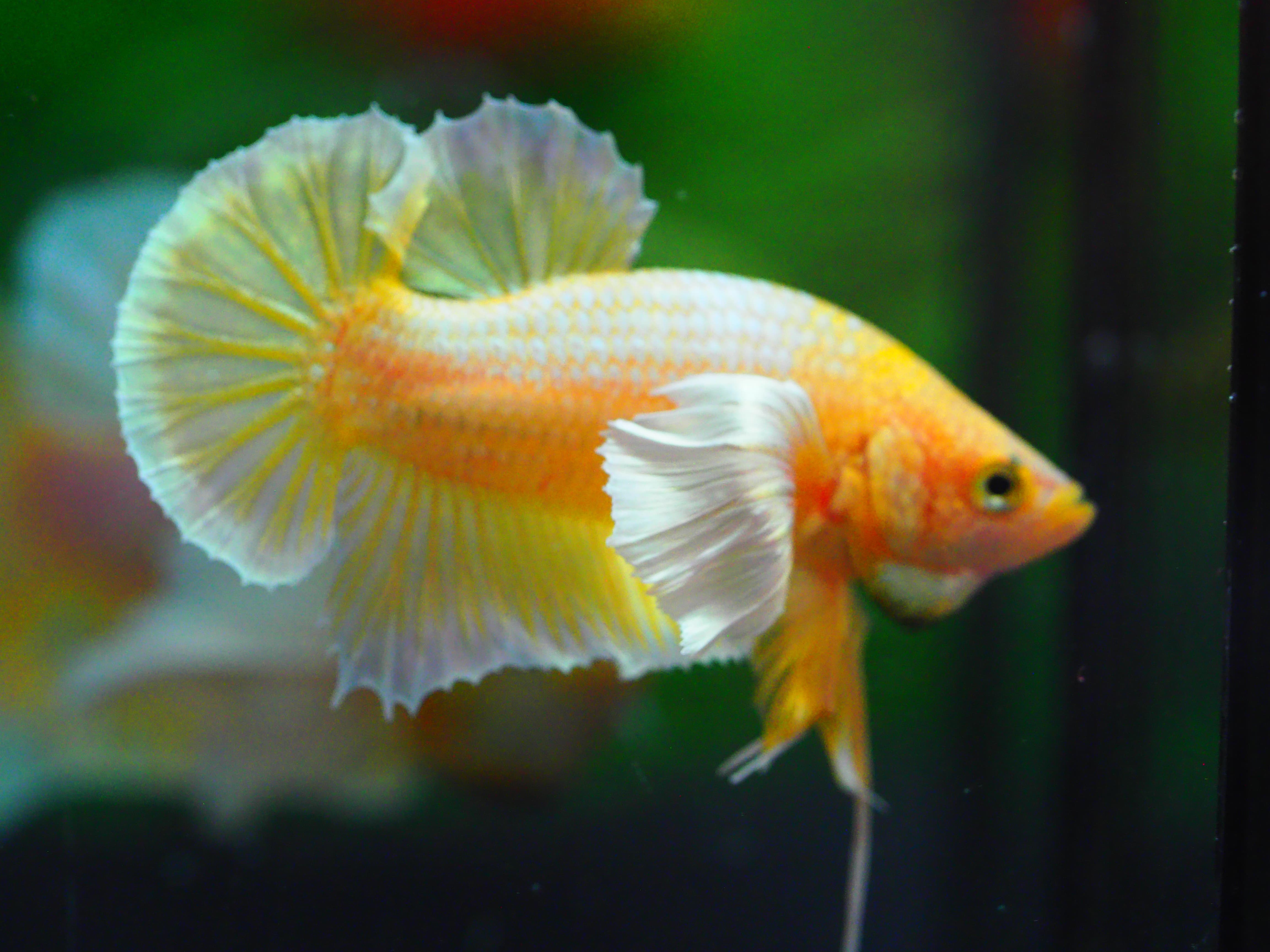 HMPK DUMBO MALE GRADE A +++