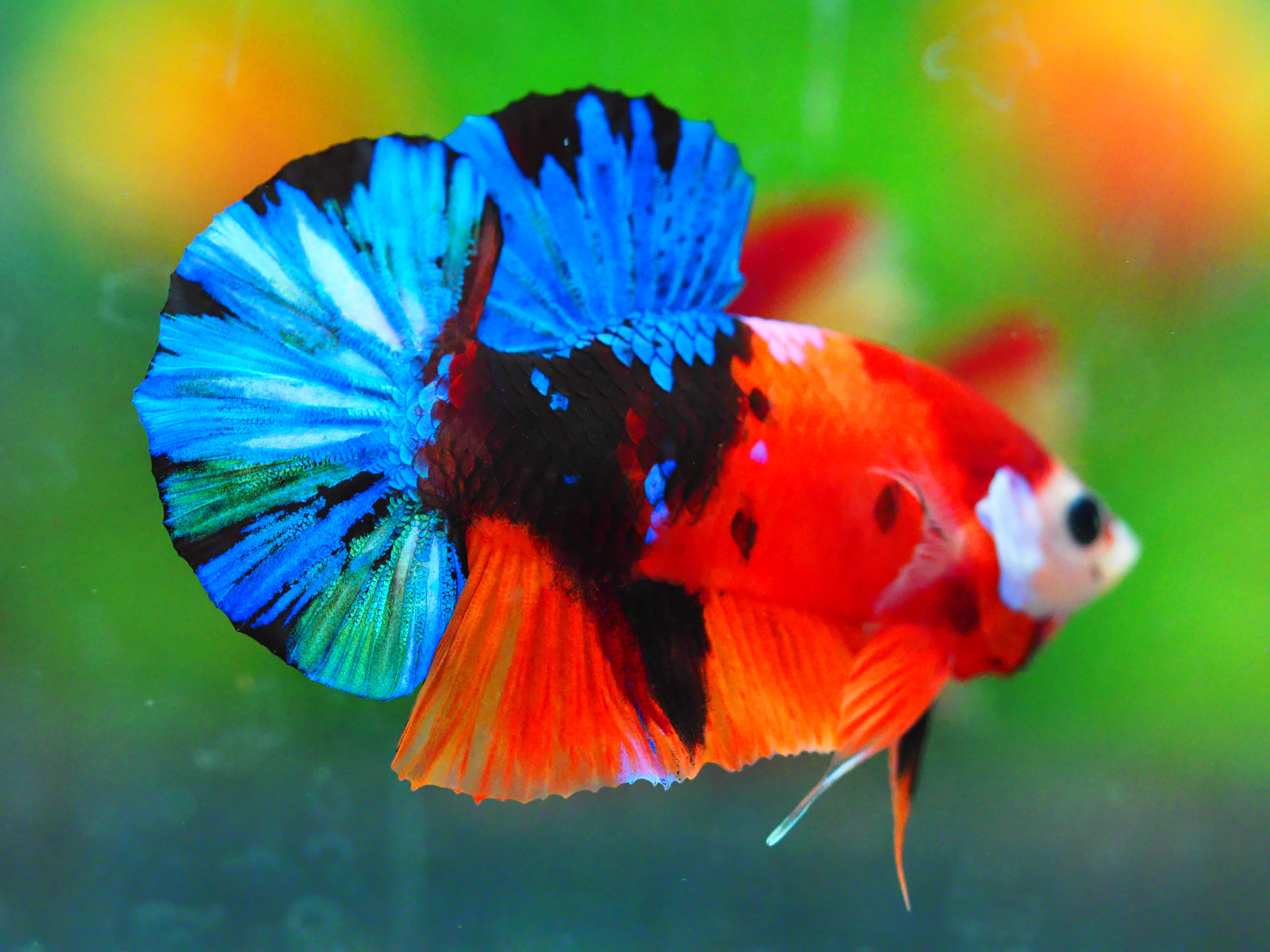 HMPK NEMO GALAXY MALE GRADE A +++