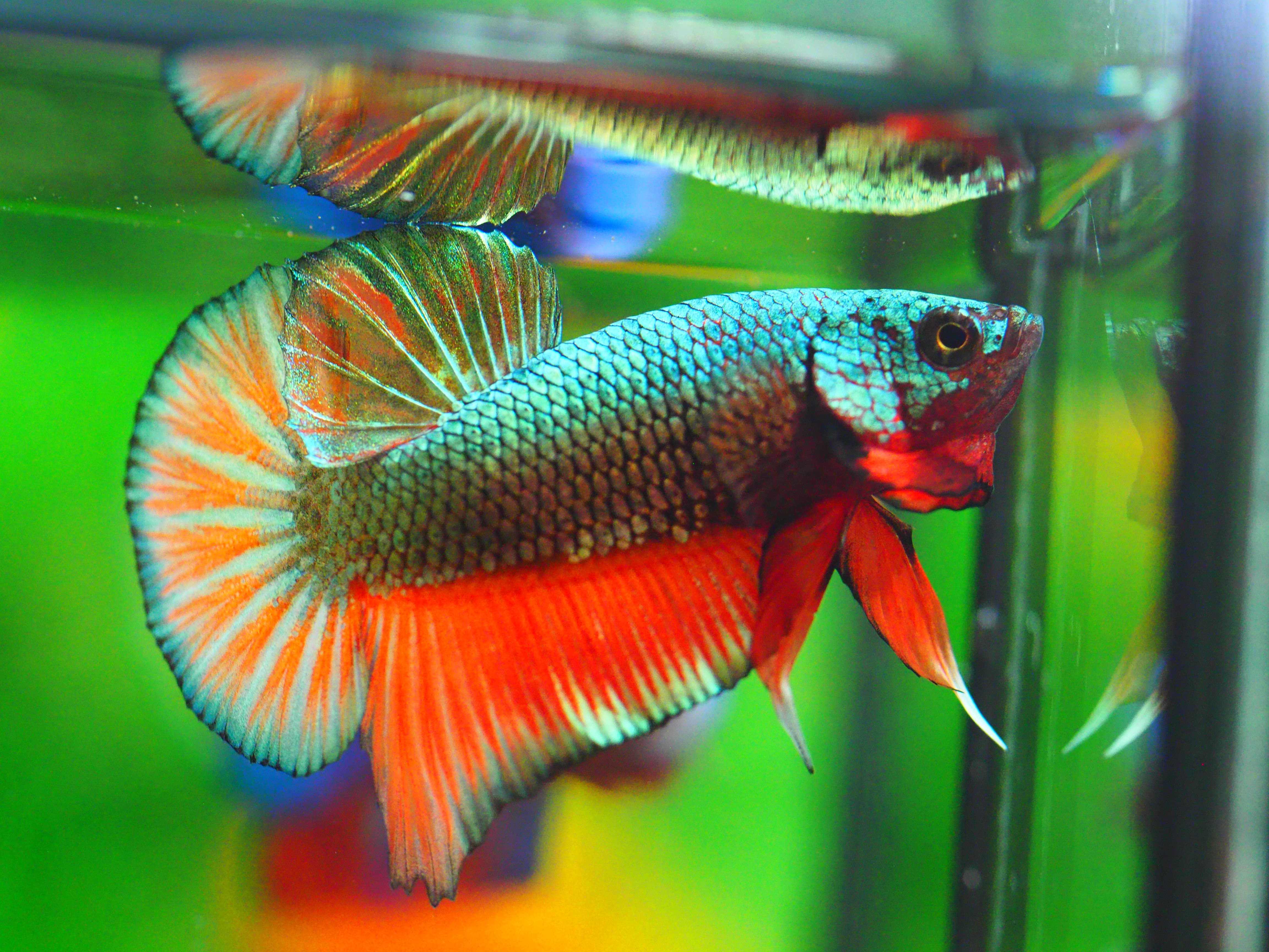 HMPK COPPER FANCY MALE GRADE A +++