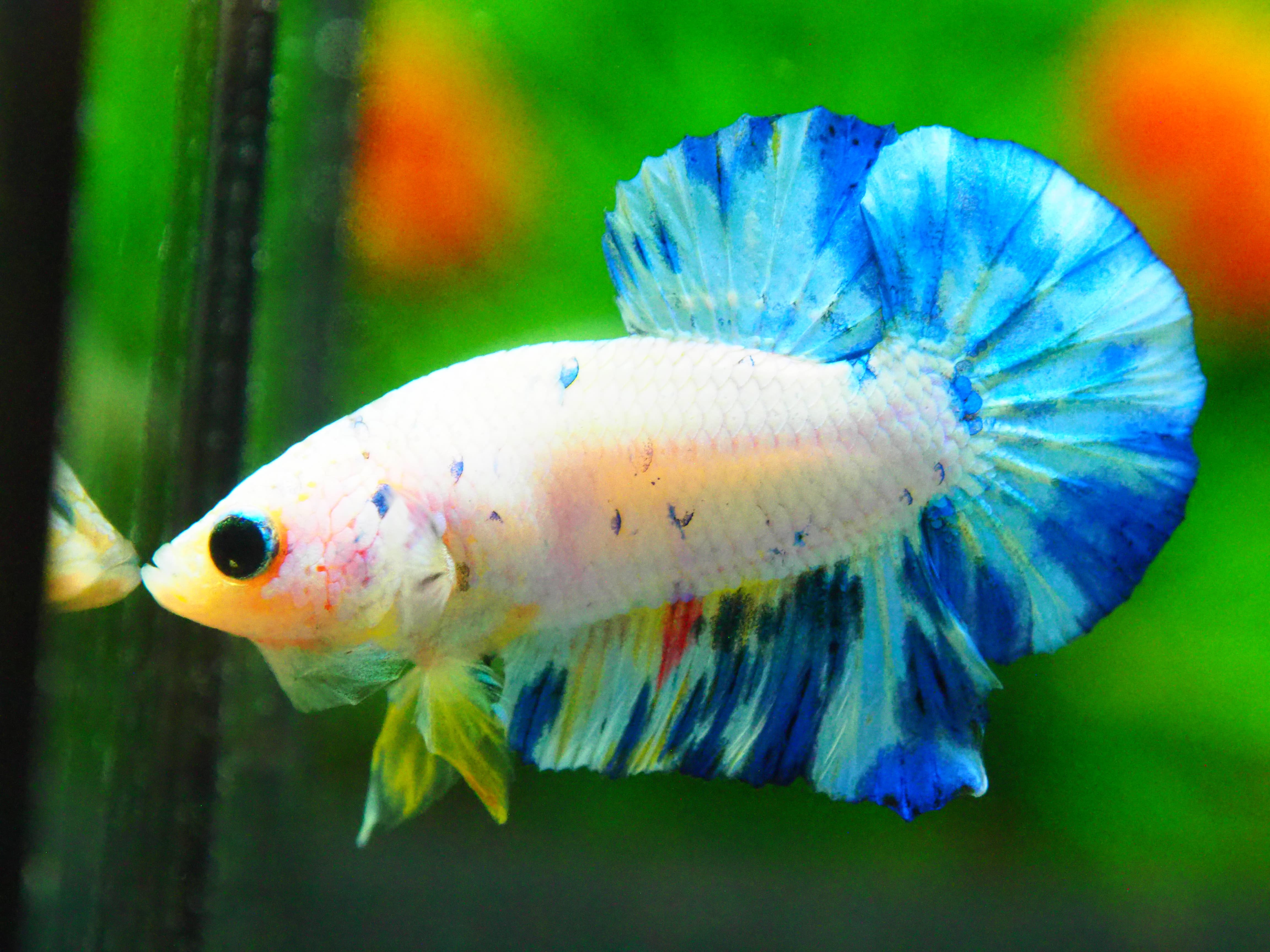 HMPK FANCY MALE GRADE A +++