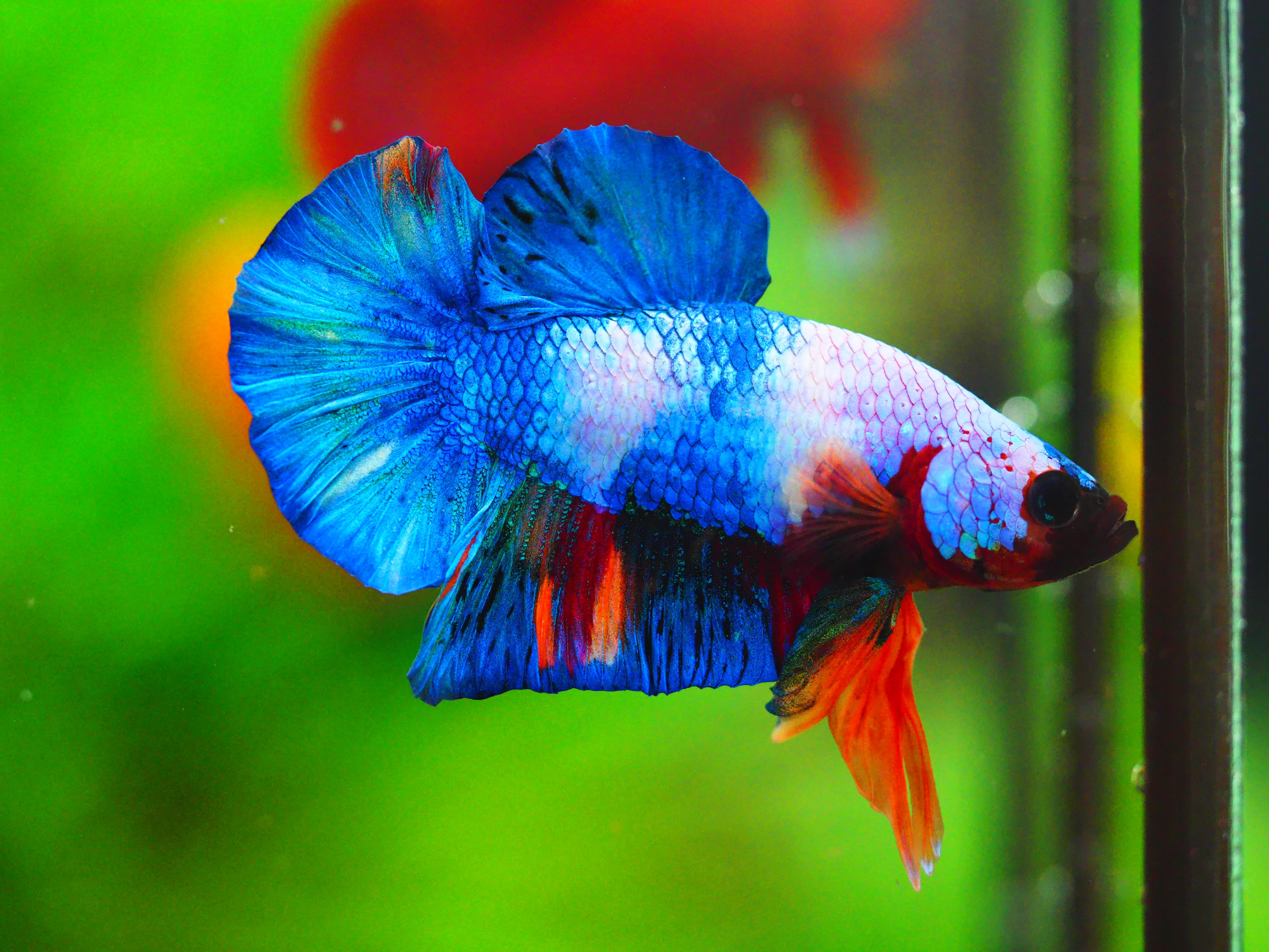 HMPK FANCY MALE GRADE A +++ ปลาเด็ก