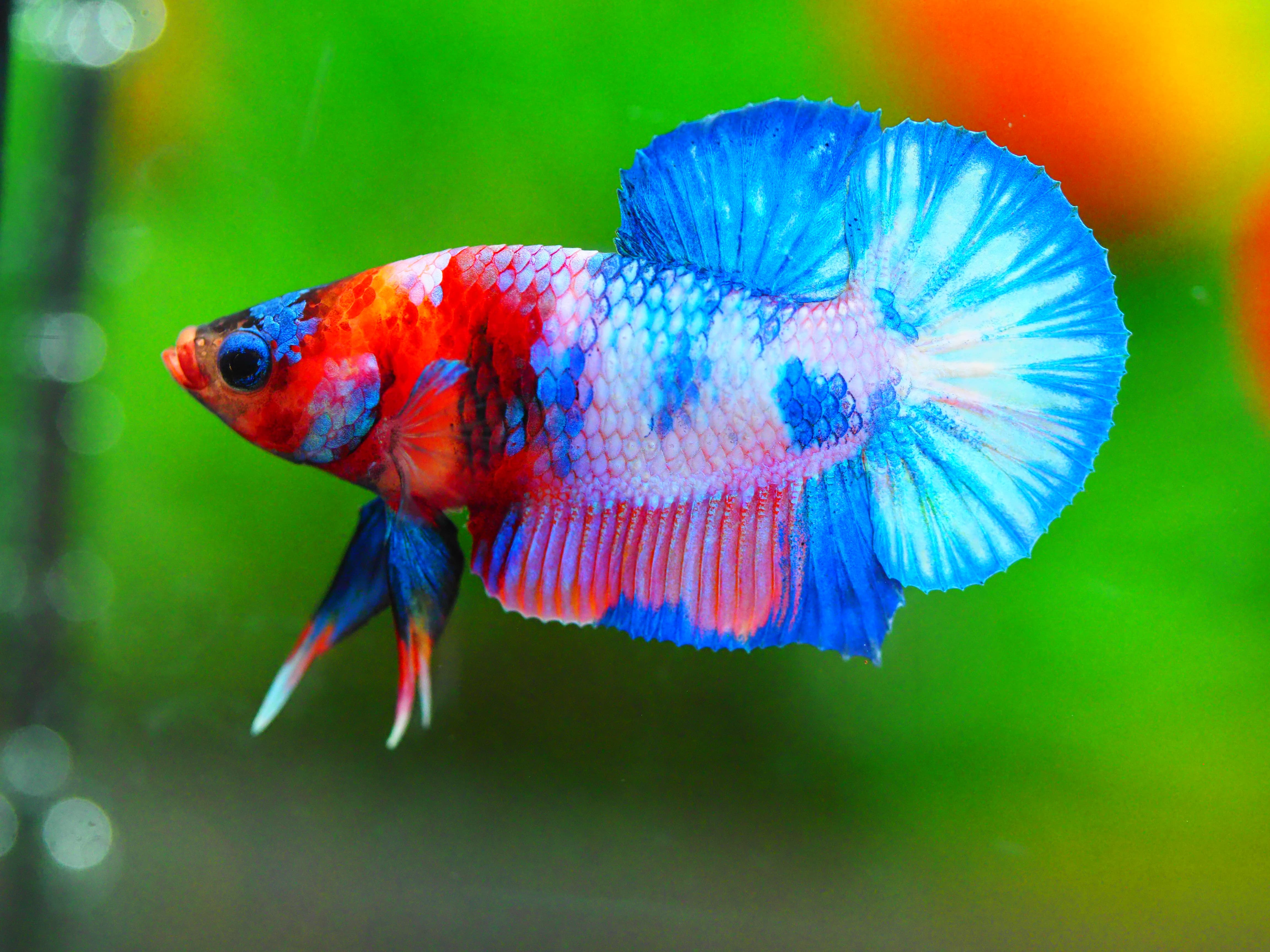 HMPK FANCY MALE GRADE A +++