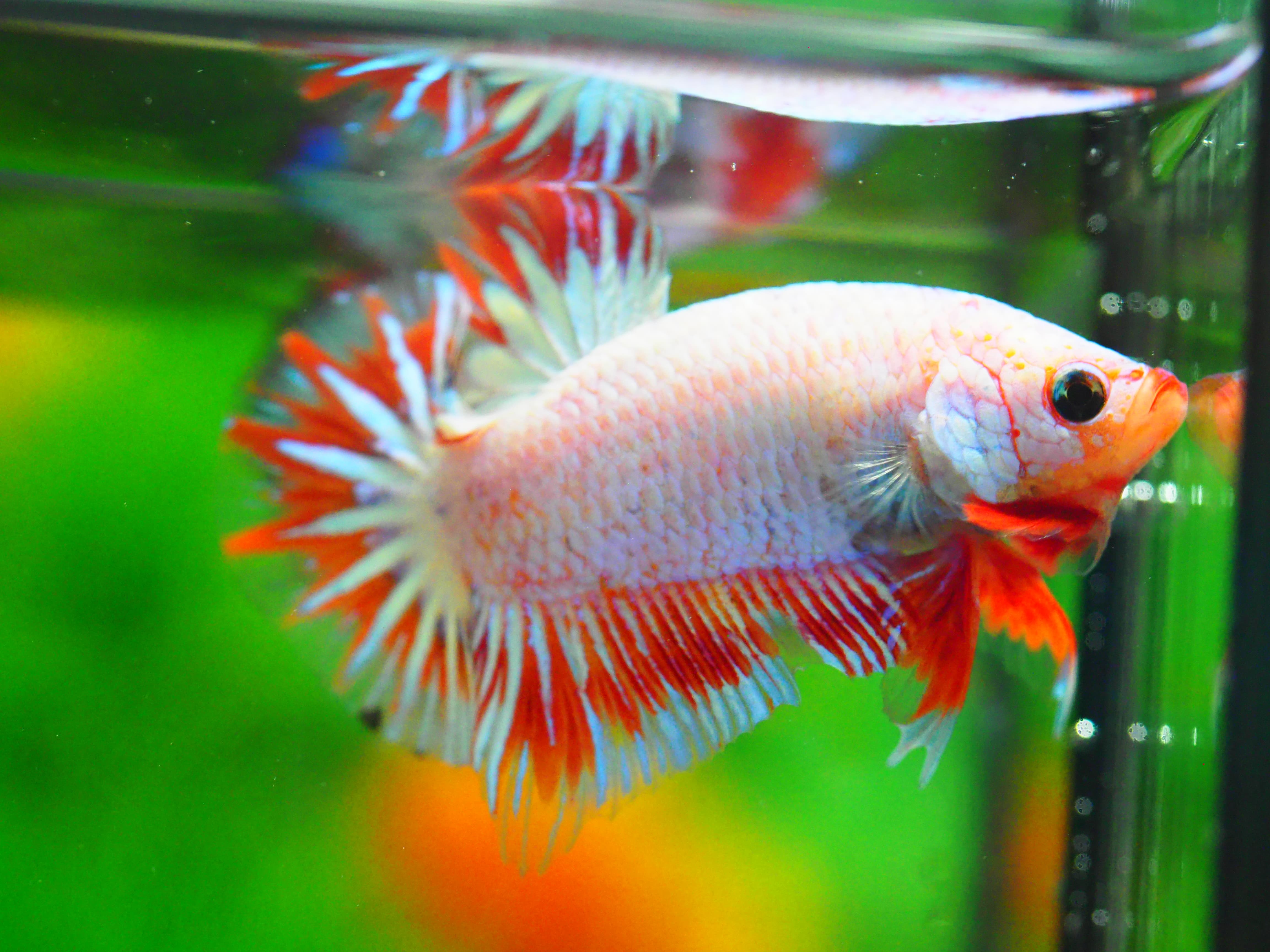 HMPK FANCY MALE GRADE A +++