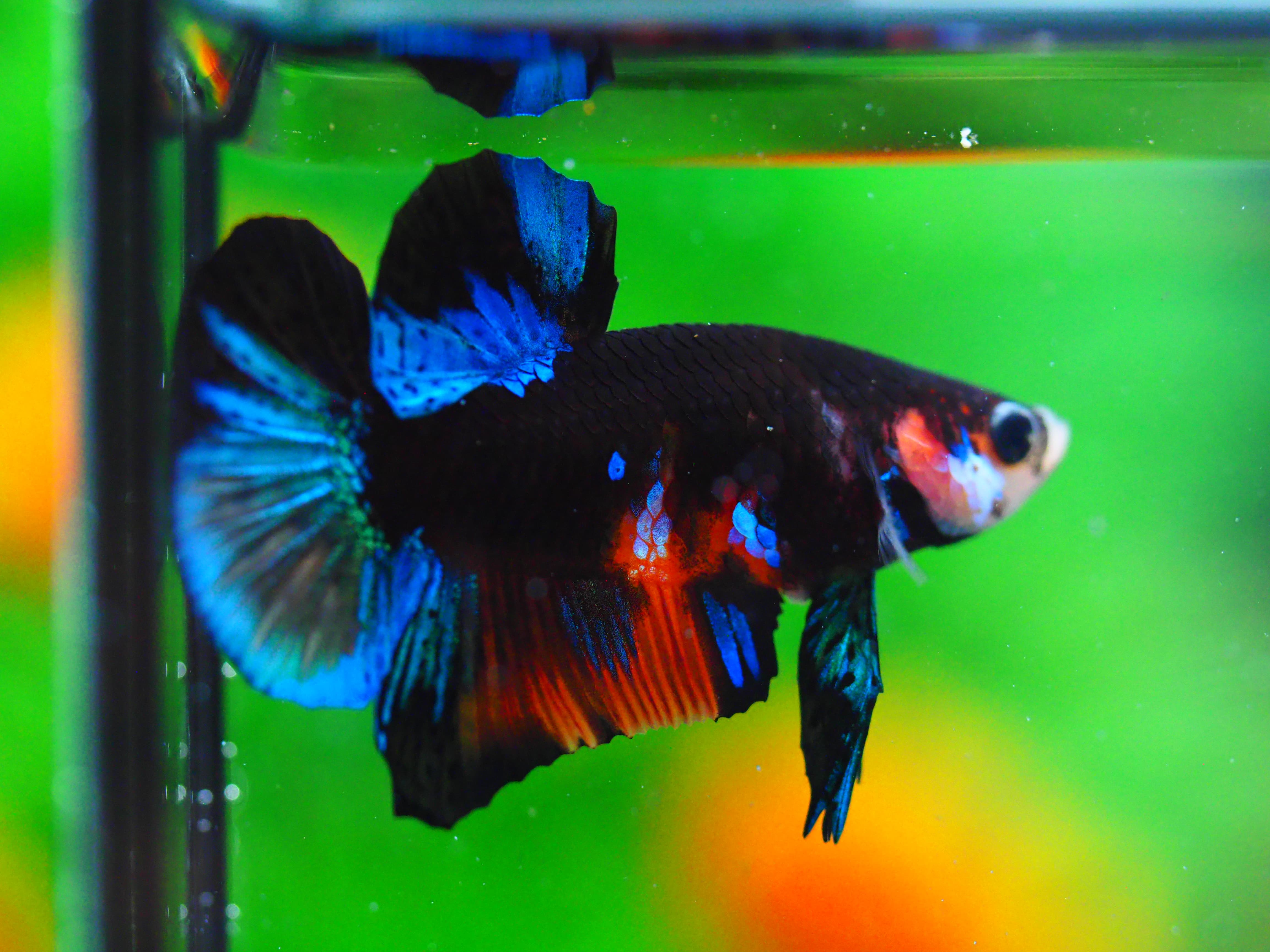 HMPK KOI GALAXY MALE GRADE A +++