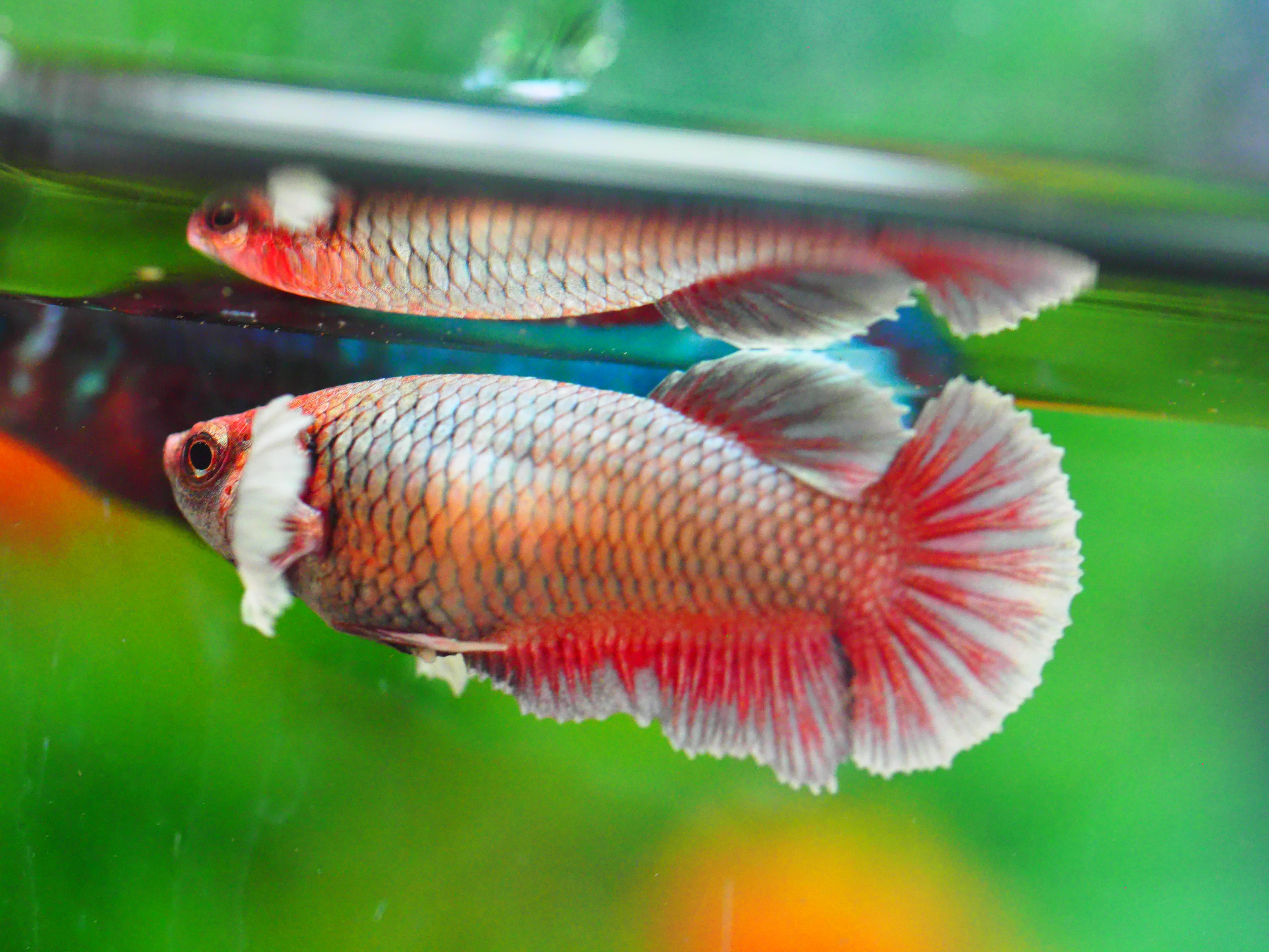 HMPK DUMBO FNMALE GRADE A +++