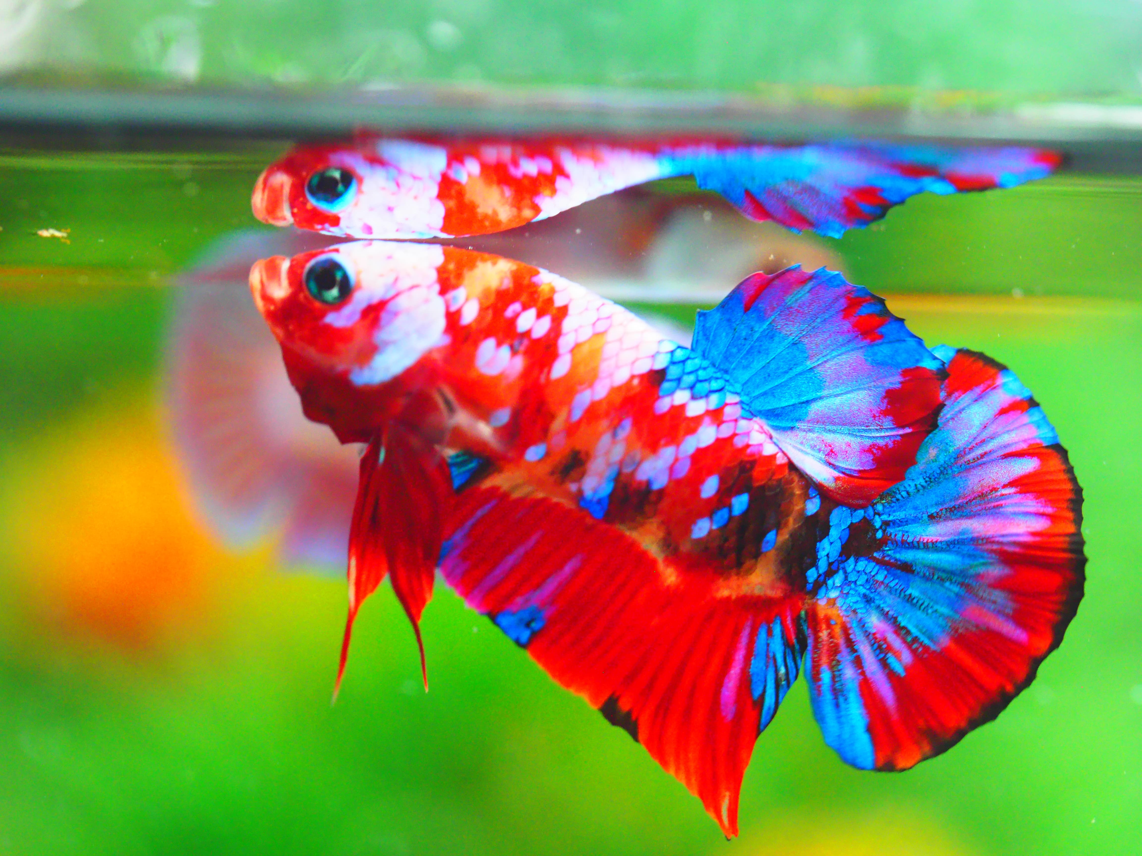 HMPK KOI GALAXY MALE GRADE A +++