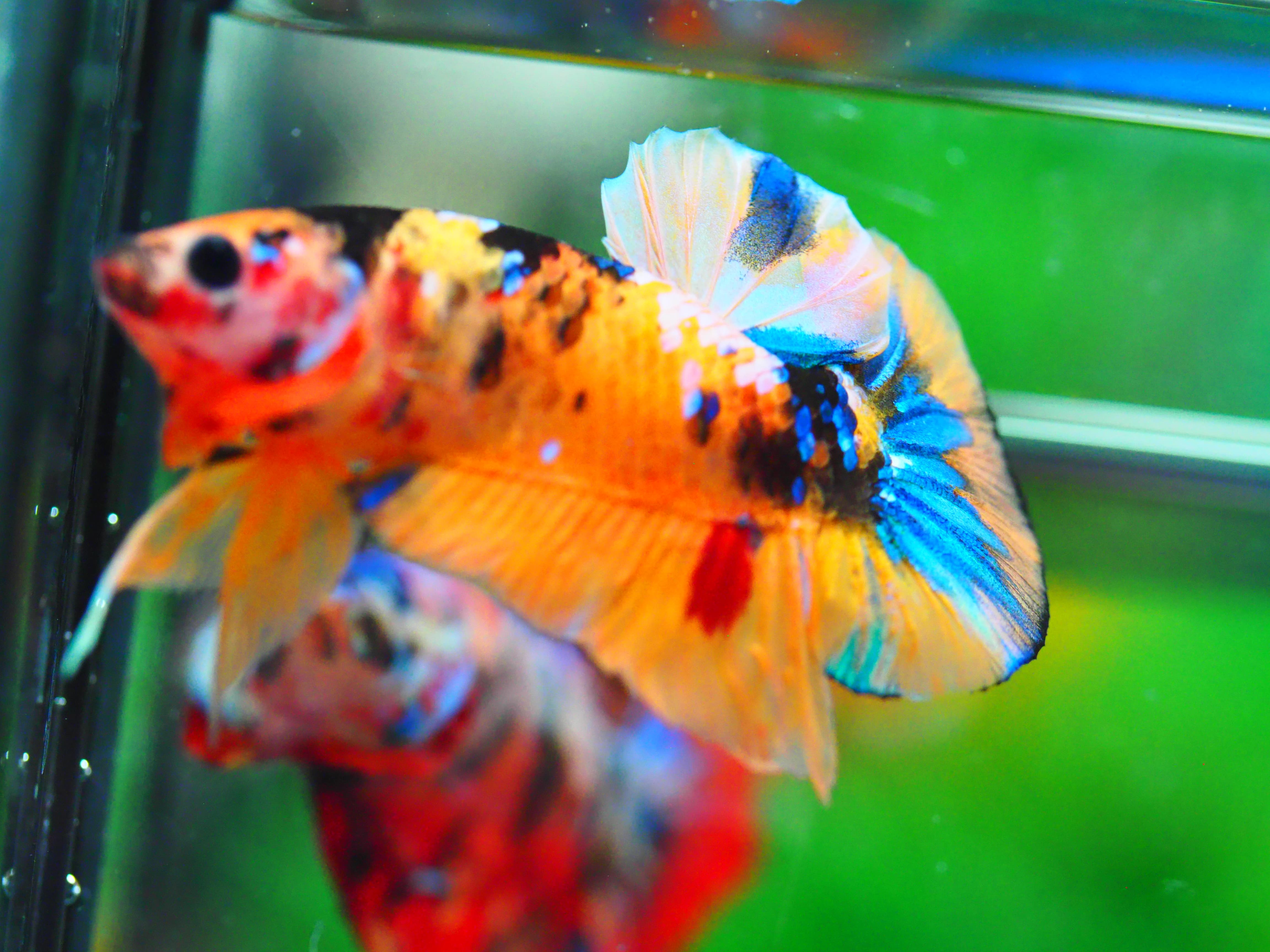 HMPK NEMO GALAXY MALE GRADE A +++