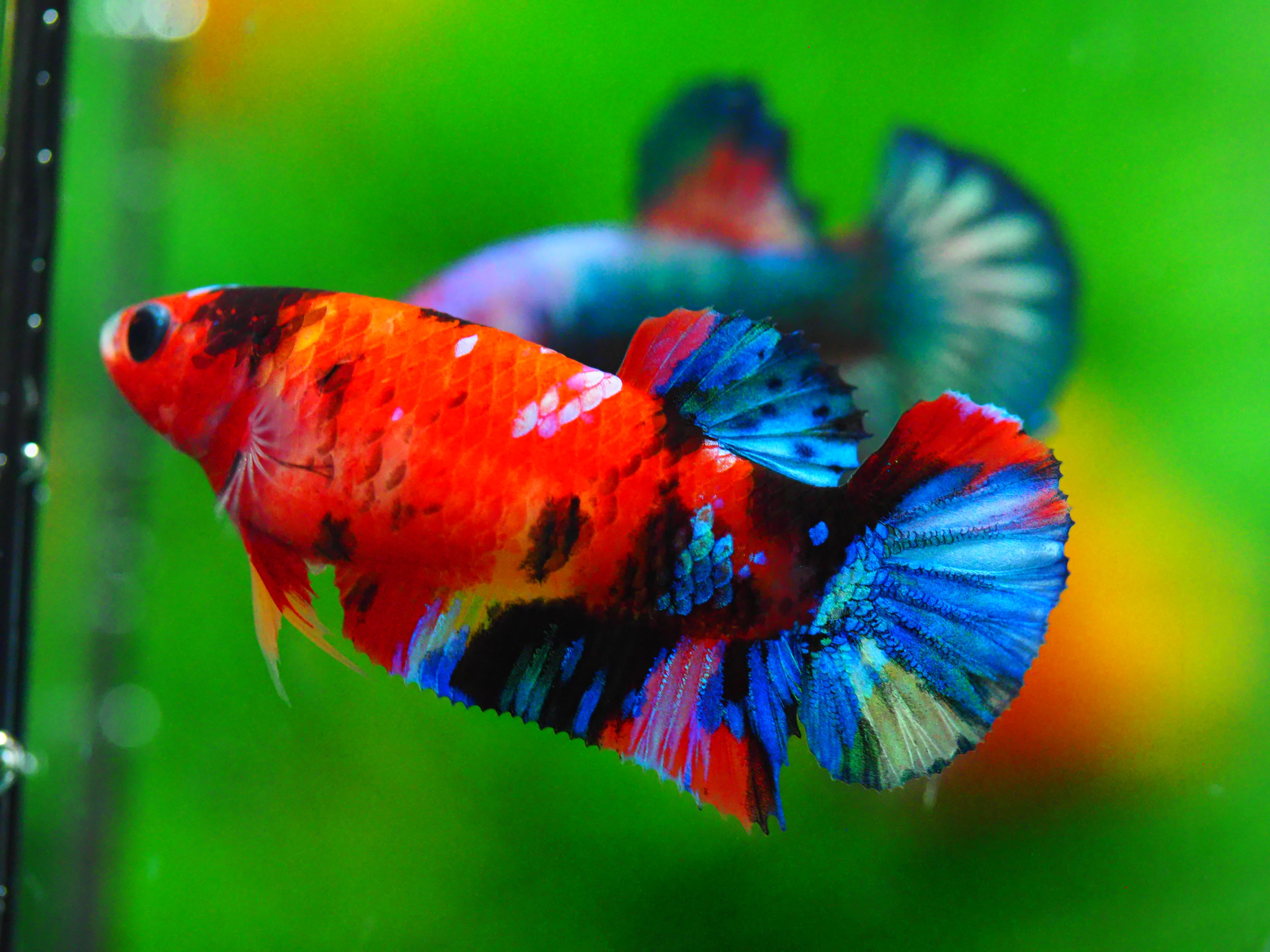 HMPK KOI GALAXY FNMALE GRADE A +++