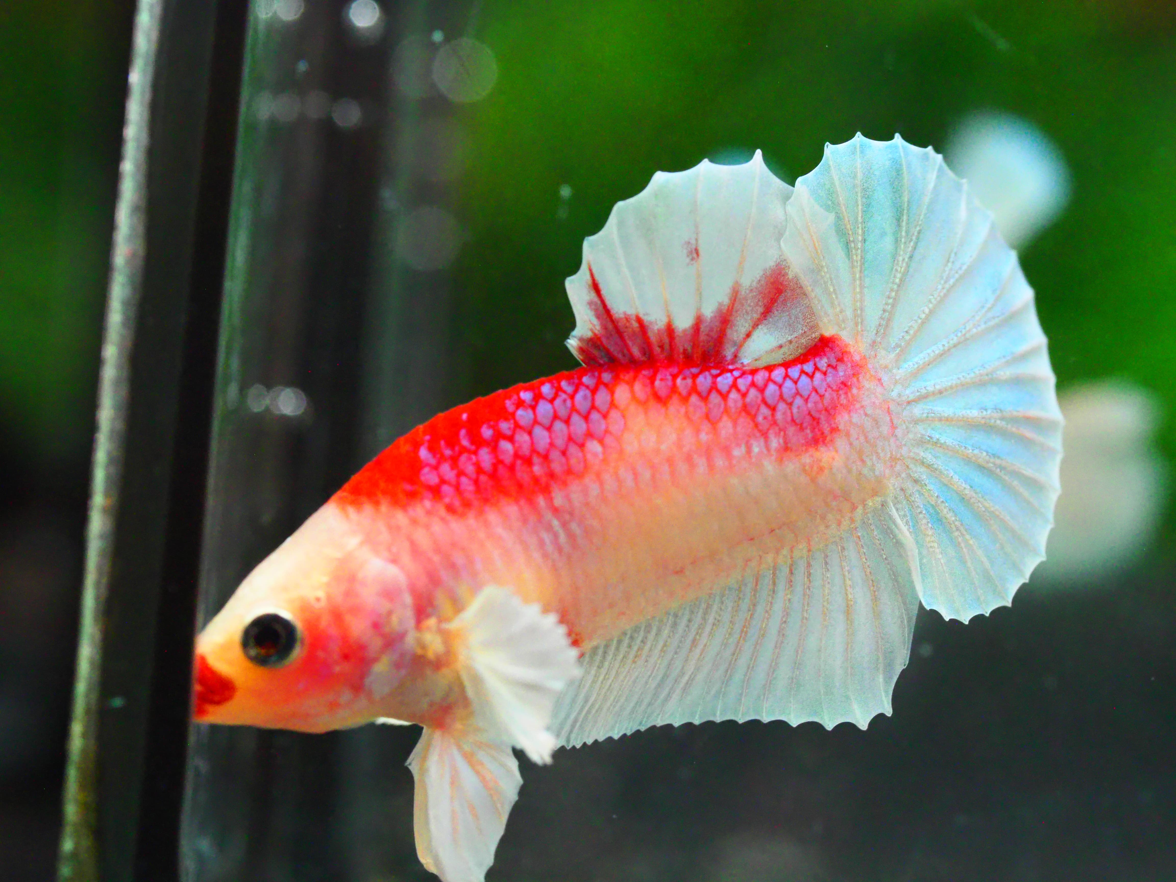 HMPK DUMBO MALE GRADE A +++