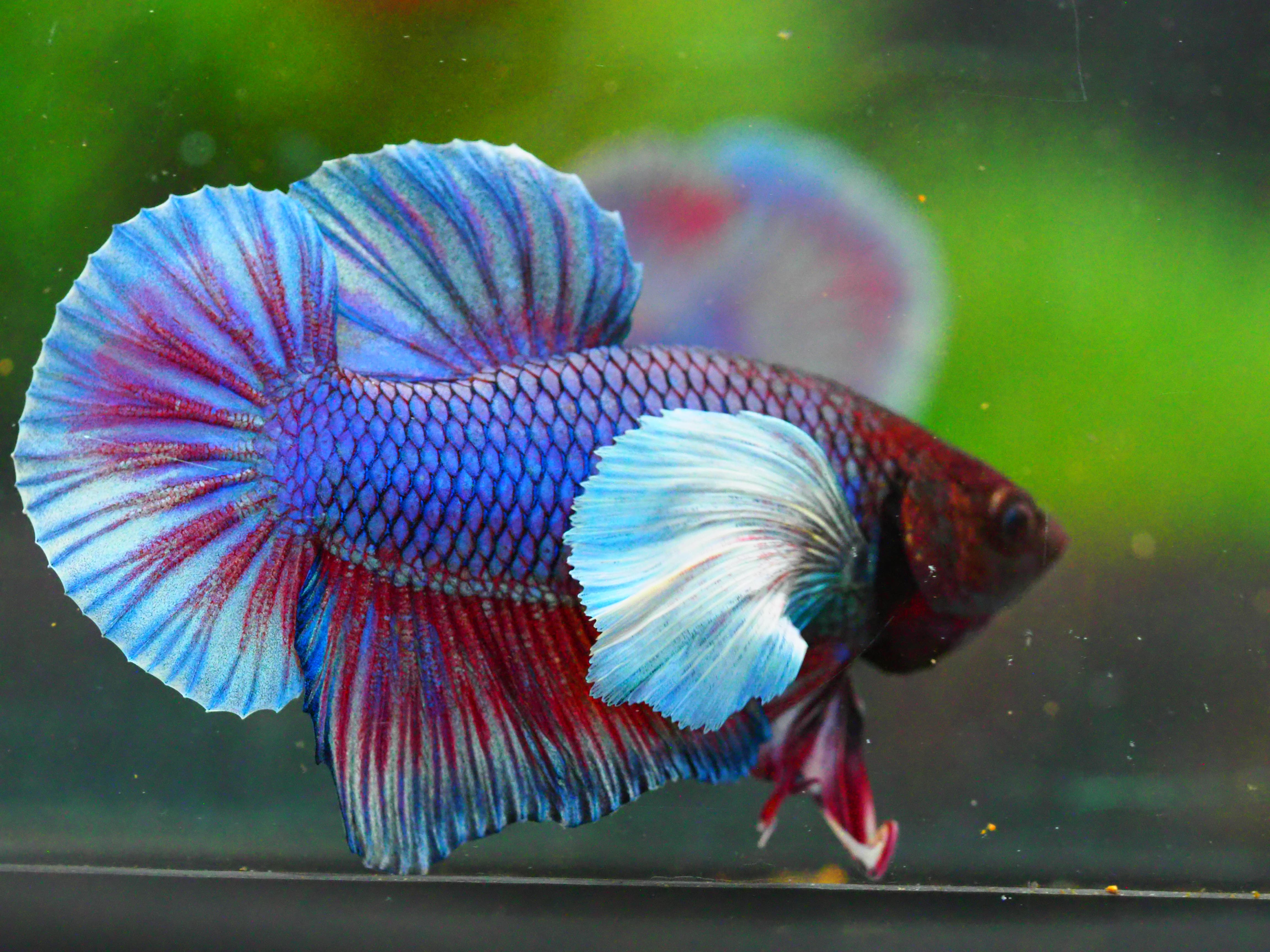 HMPK DUMBO MALE GRADE A +++