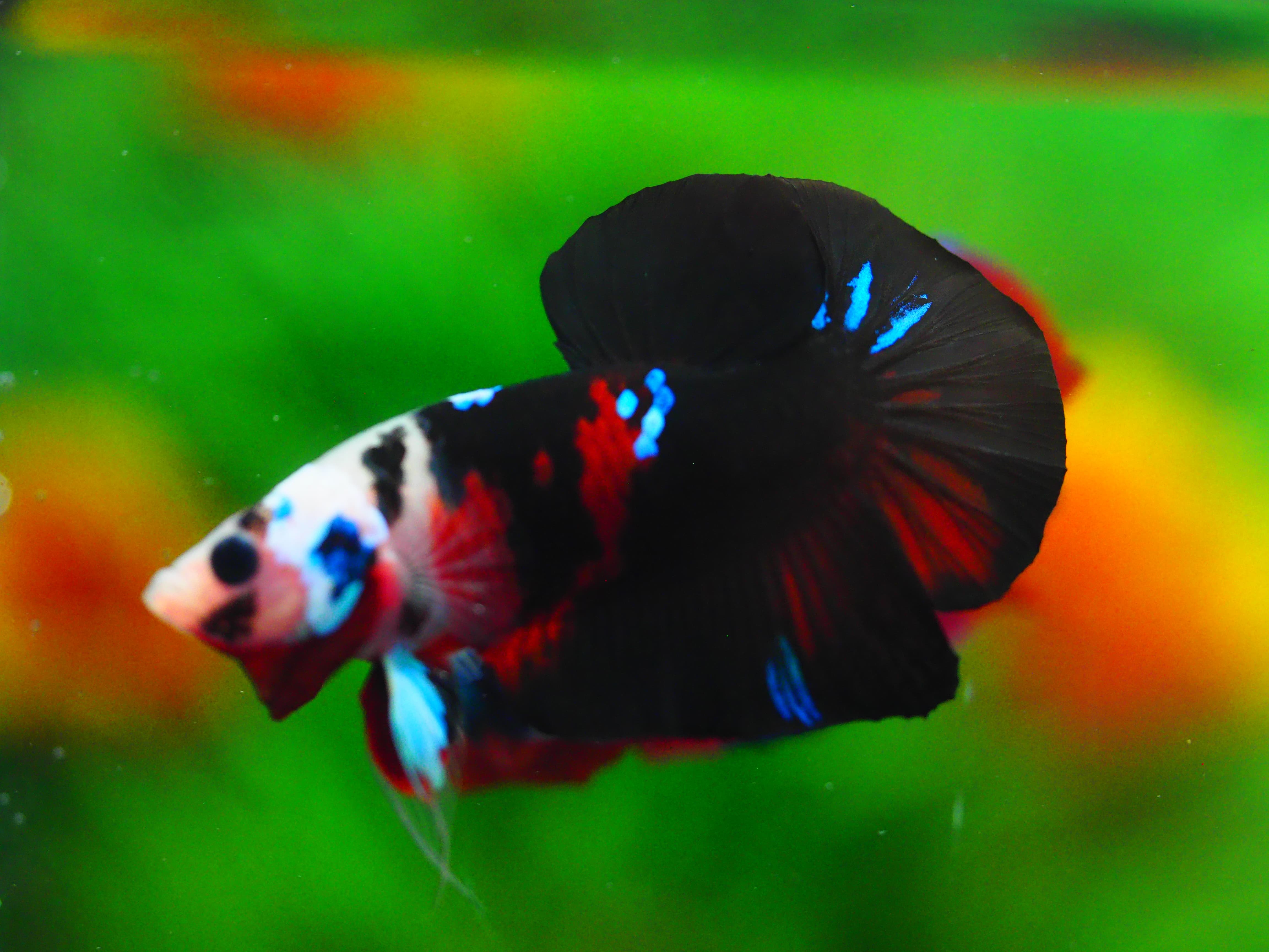 HMPK KOI GALAXY MALE GRADE A++
