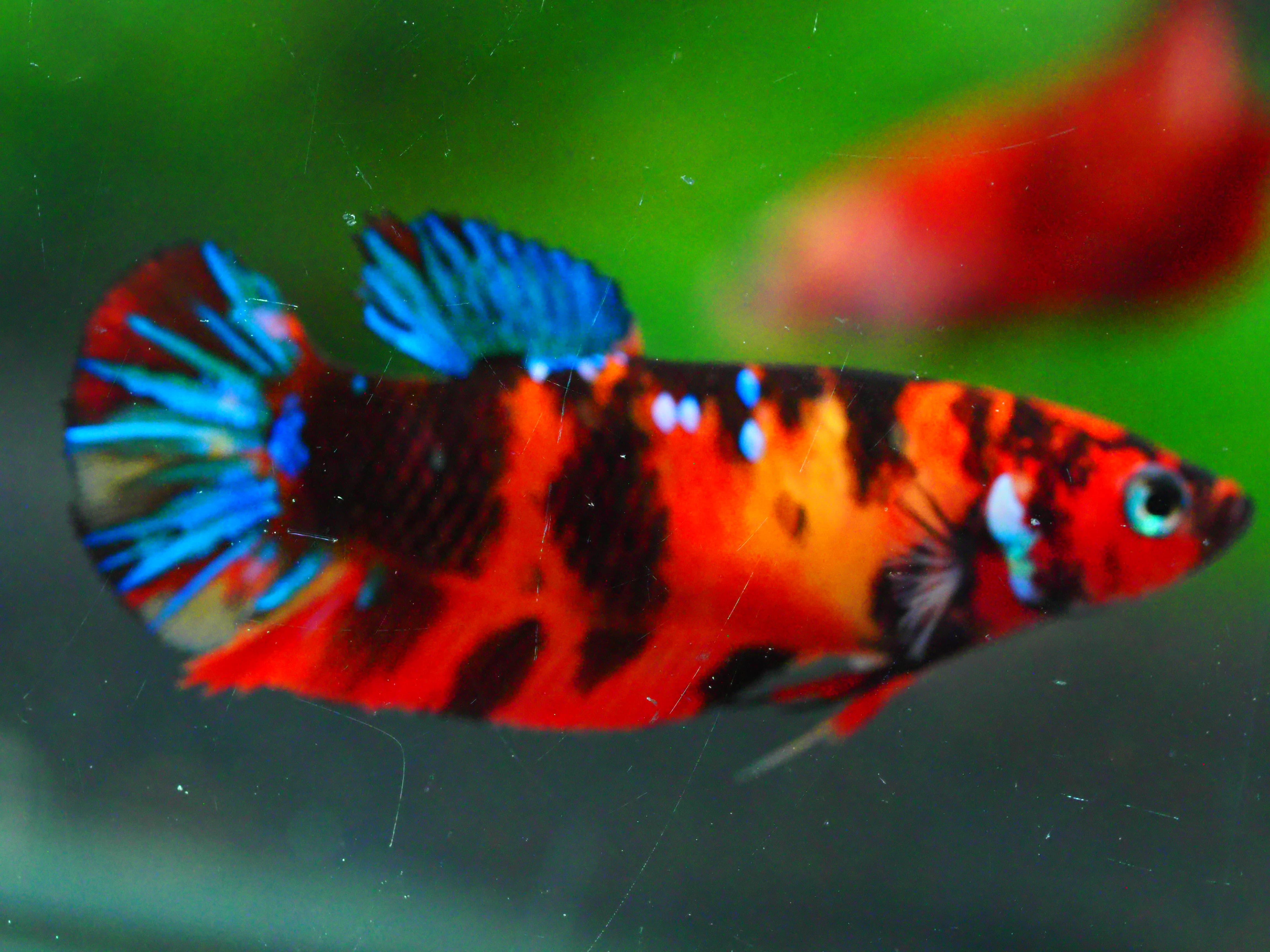 HMPK KOI GALAXY FNMALE GRADE A +++