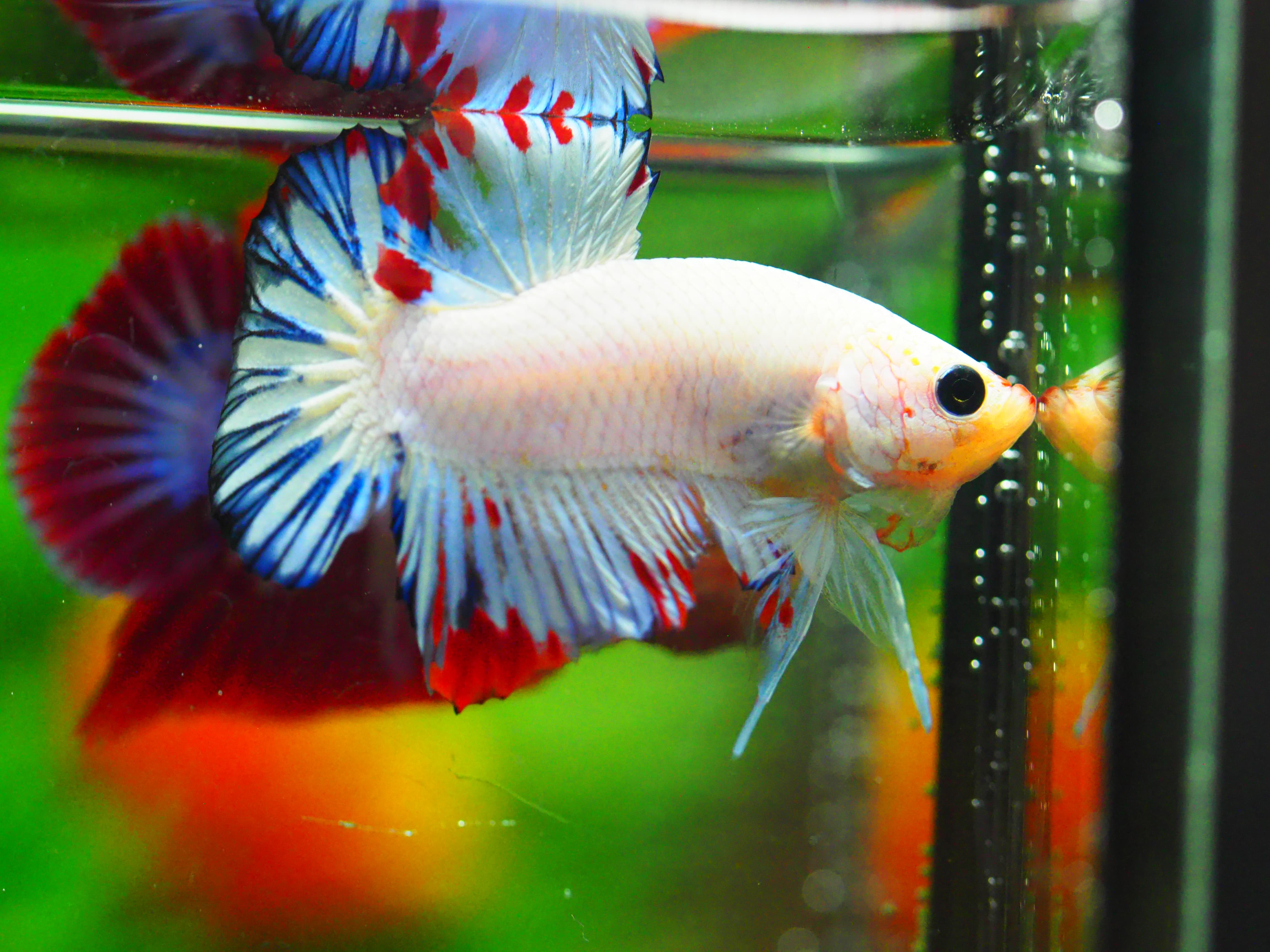 HMPK FANCY MALE GRADE A +++