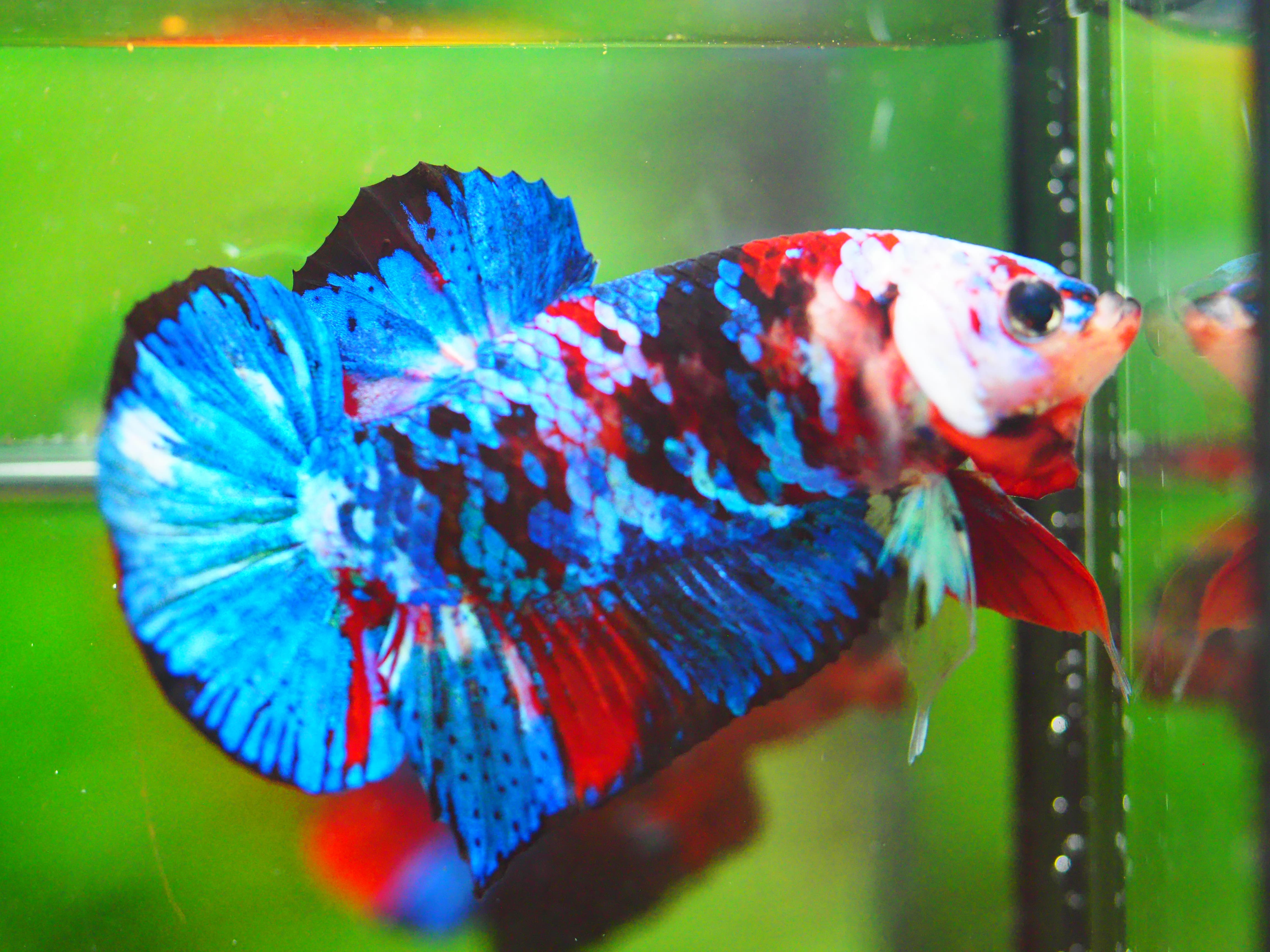 HMPK KOI GALAXY MALE GRADE A +++