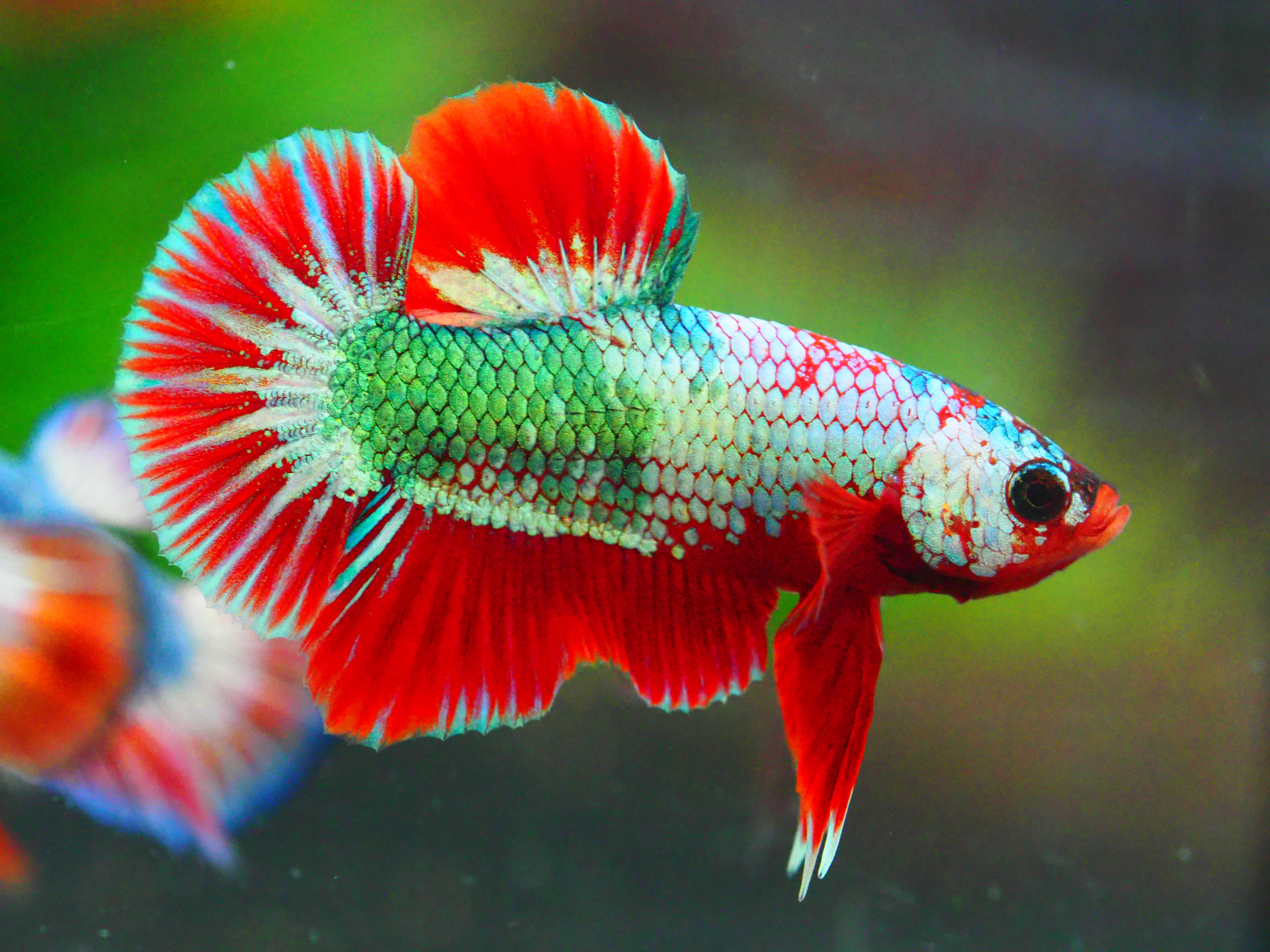 HMPK FANCY MALE GRADE A +++