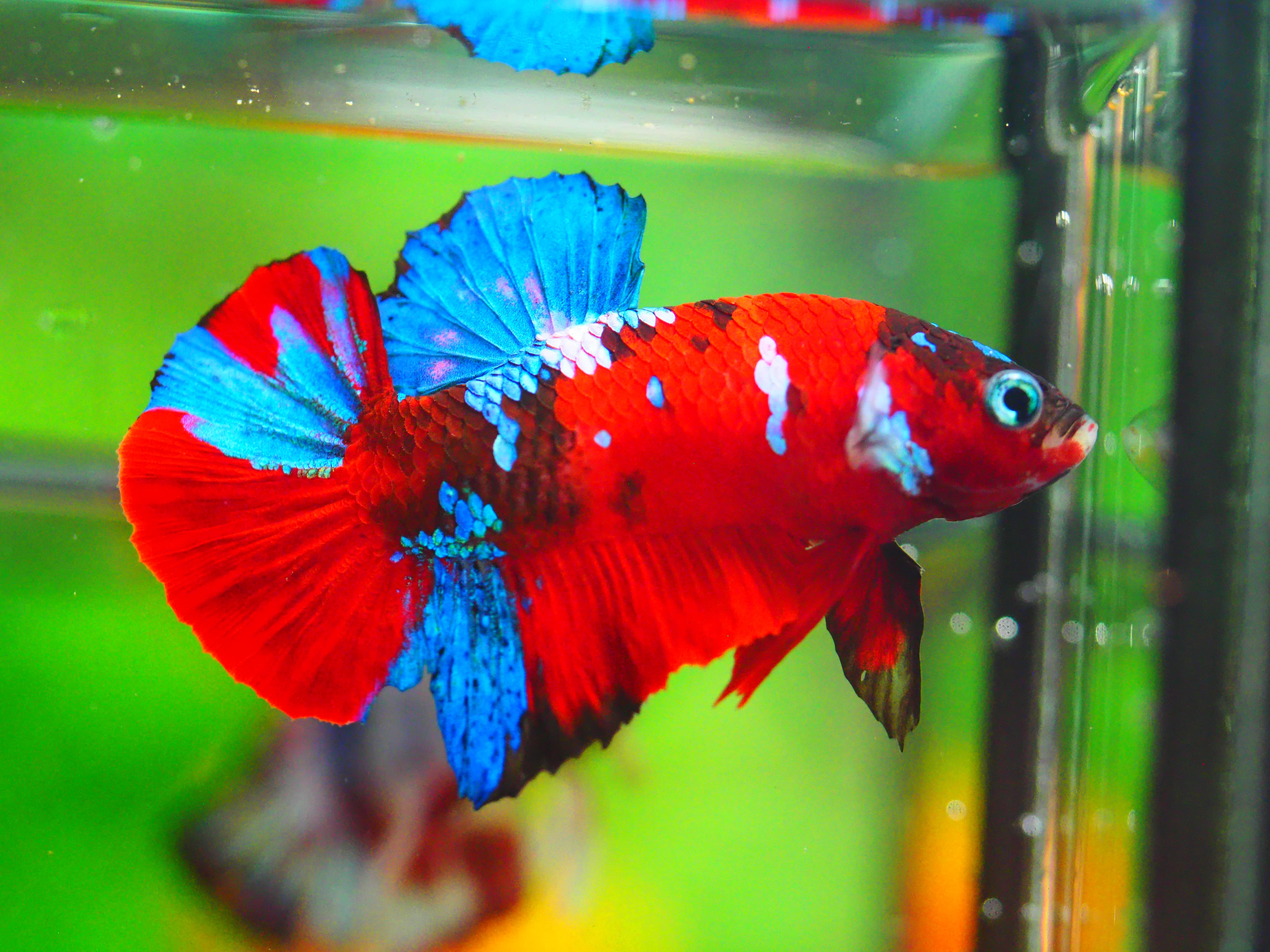 HMPK KOI GALAXY MALE GRADE A +++