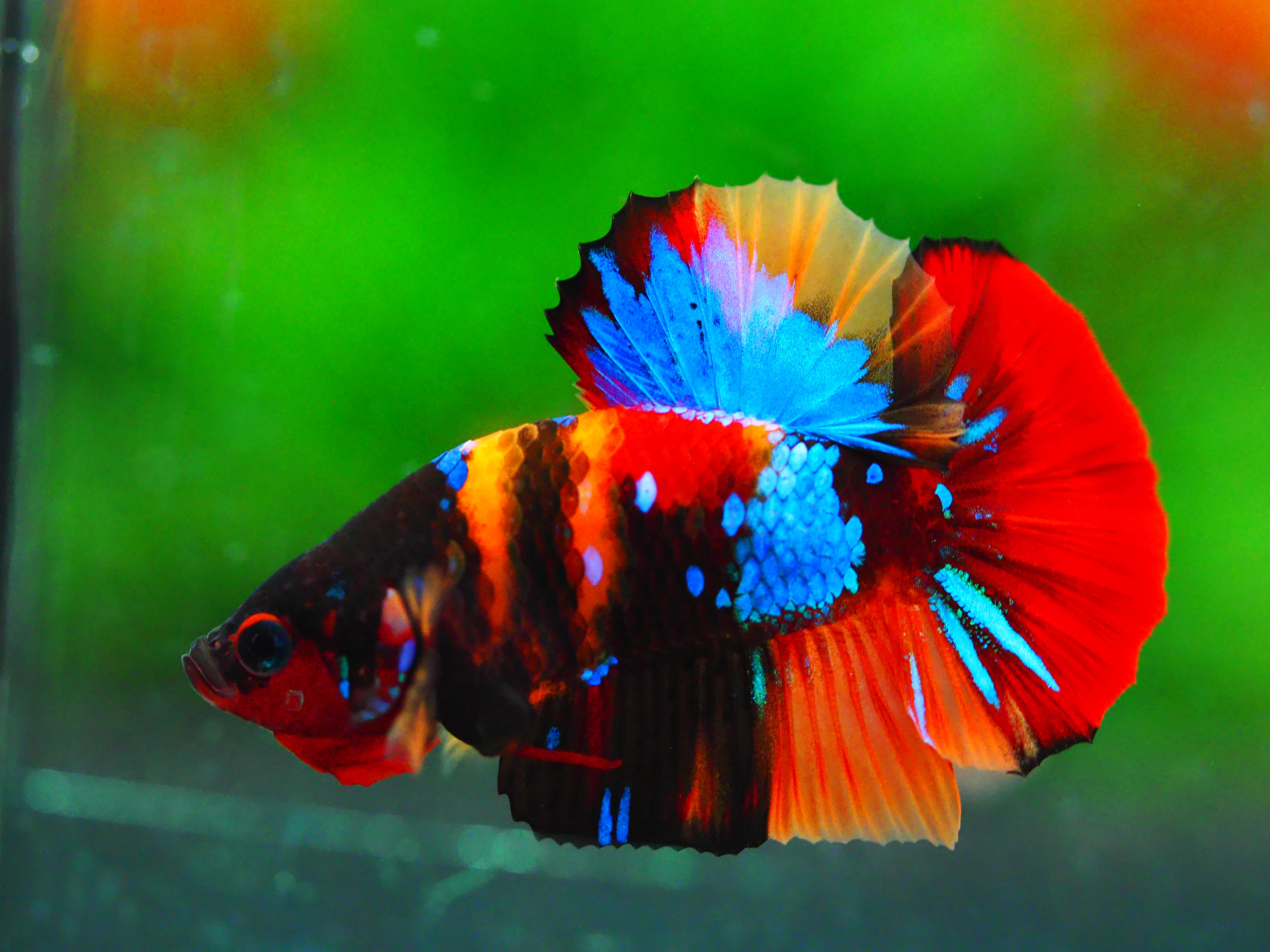 HMPK NEMO GALAXY MALE GRADE A +++