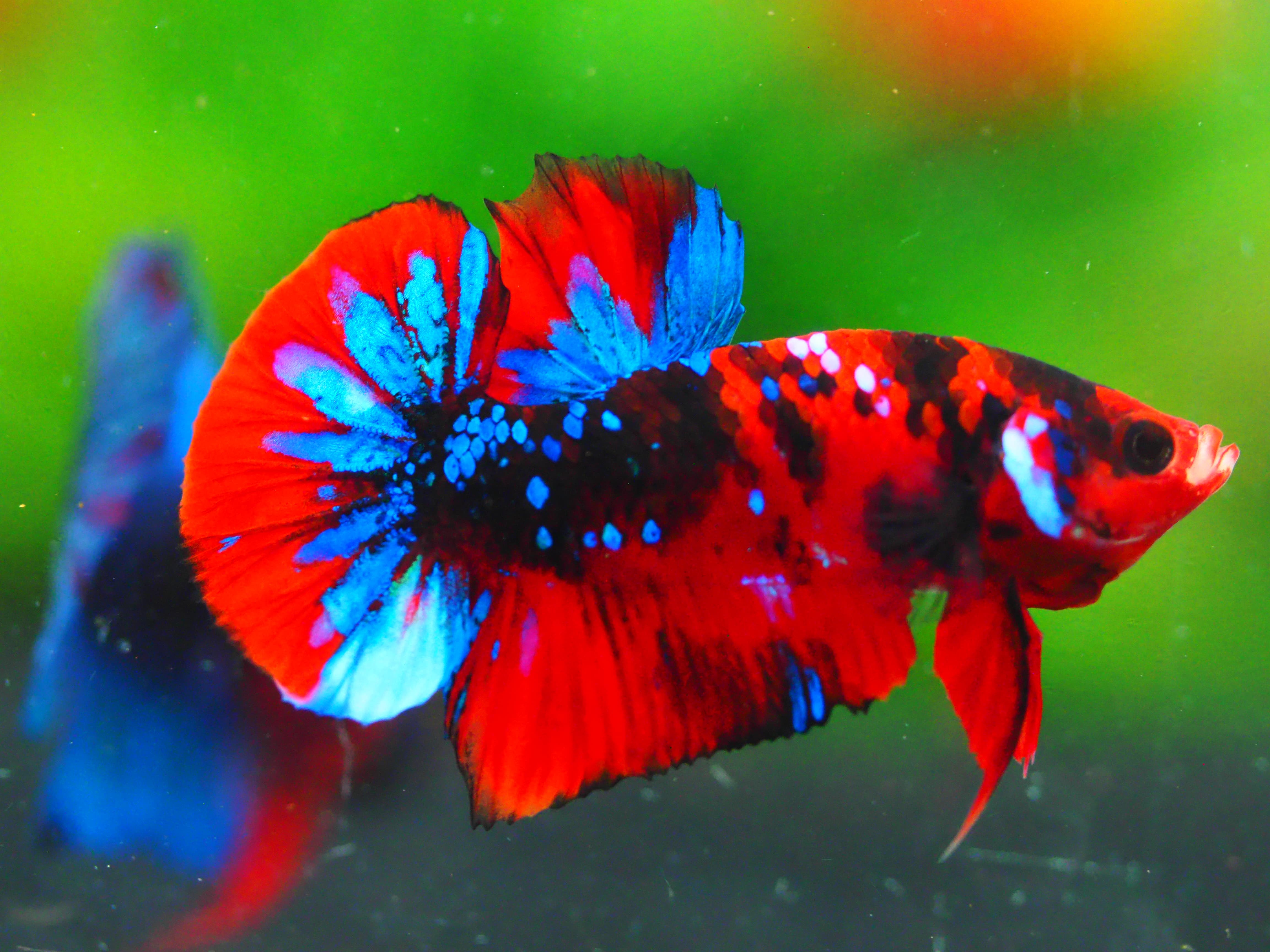 HMPK KOI GALAXY MALE GRADE A +++