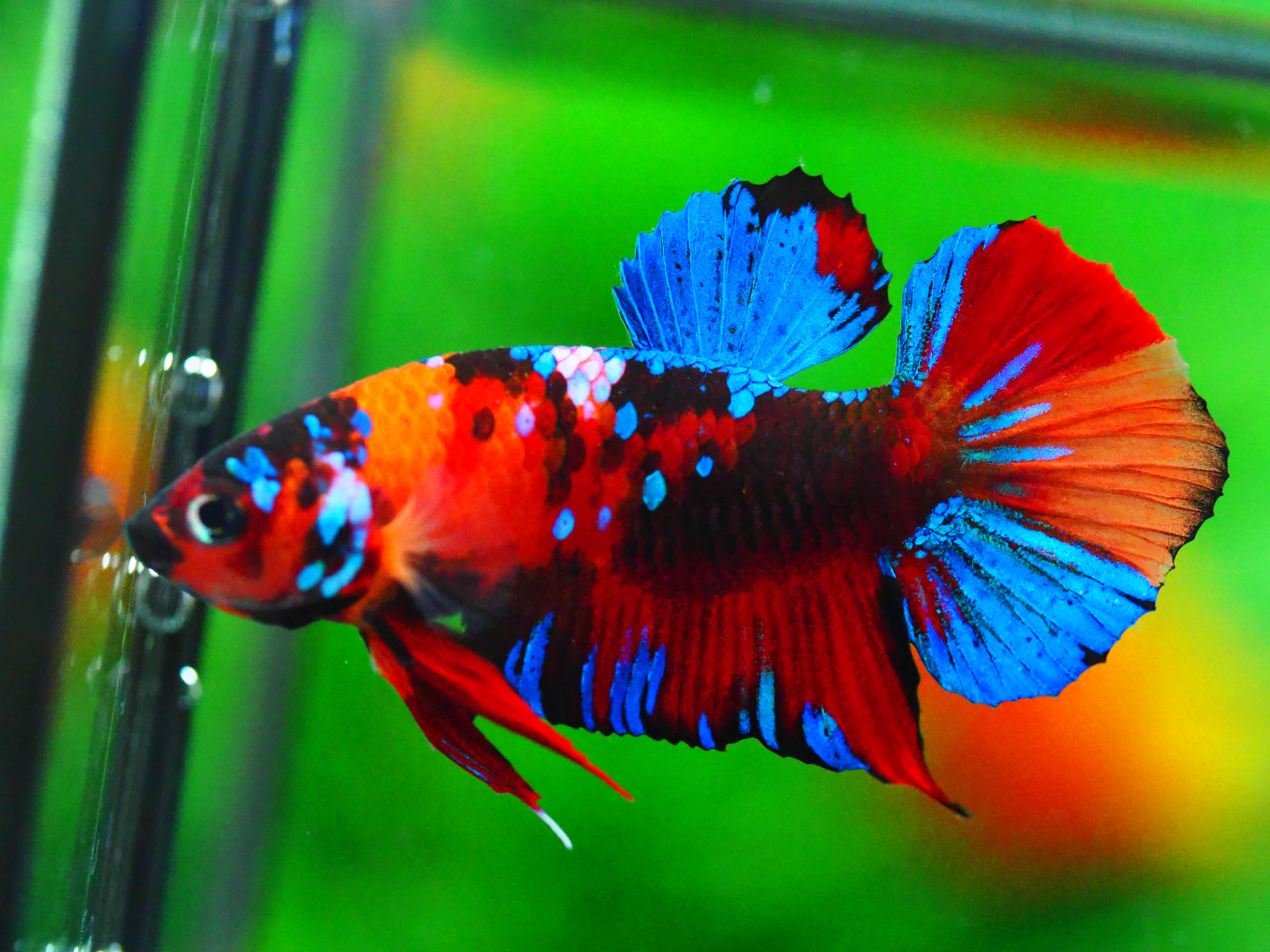 HMPKKOI GALAXY MALE GRADE A +++