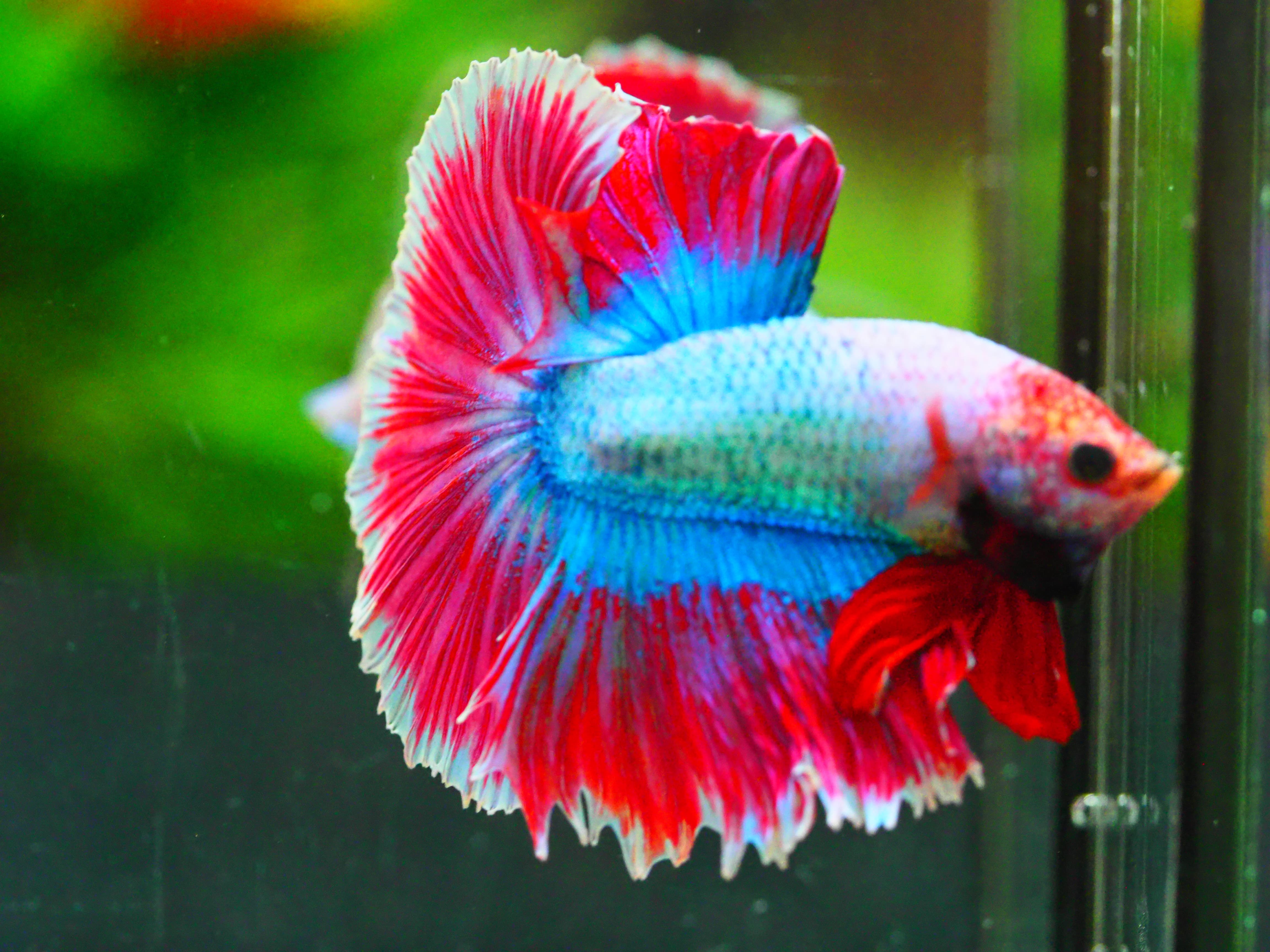 HM FANCY MALE GRADE A +++