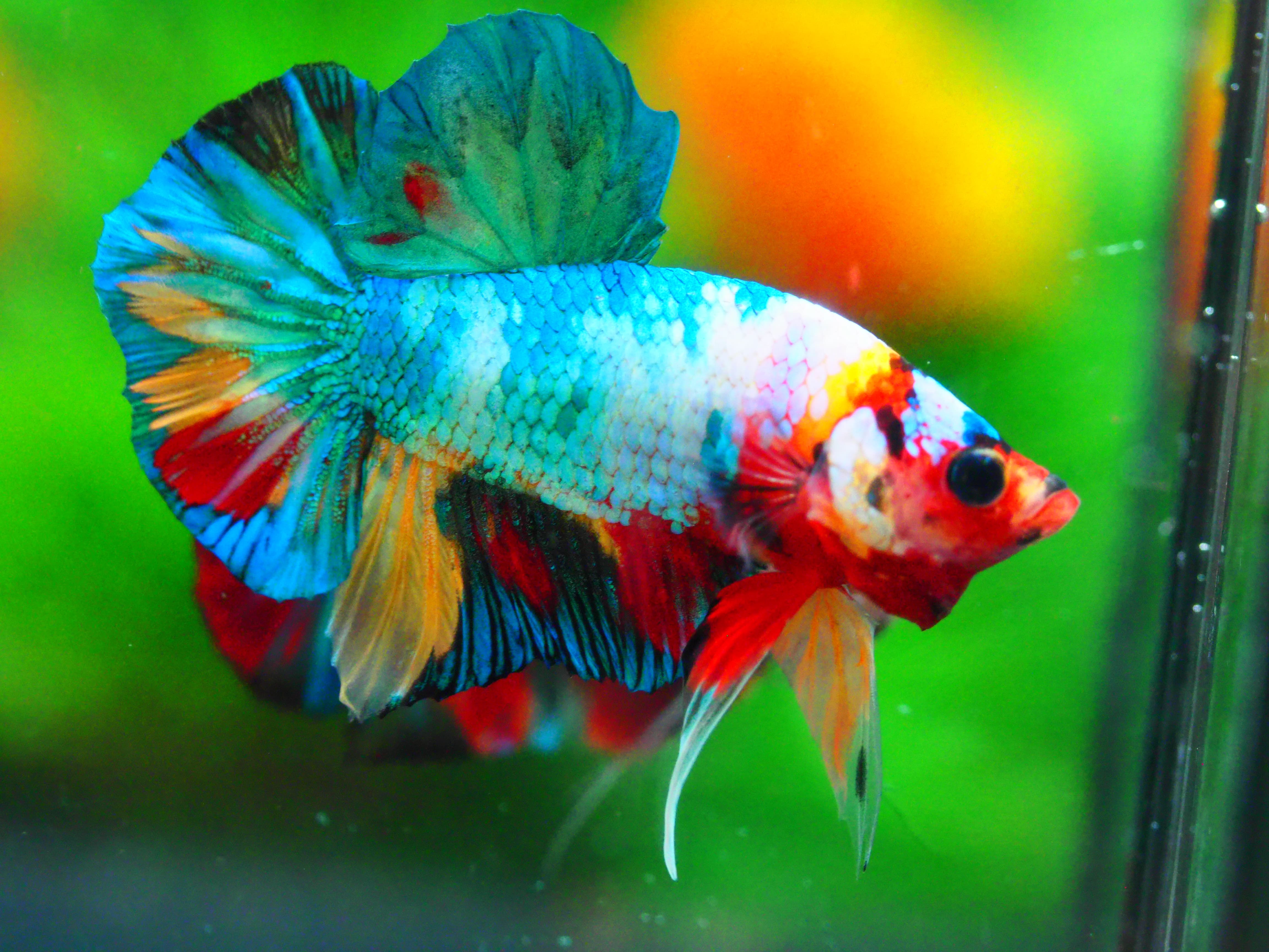 HMPK KOI FANCY MALE GRADE A +++