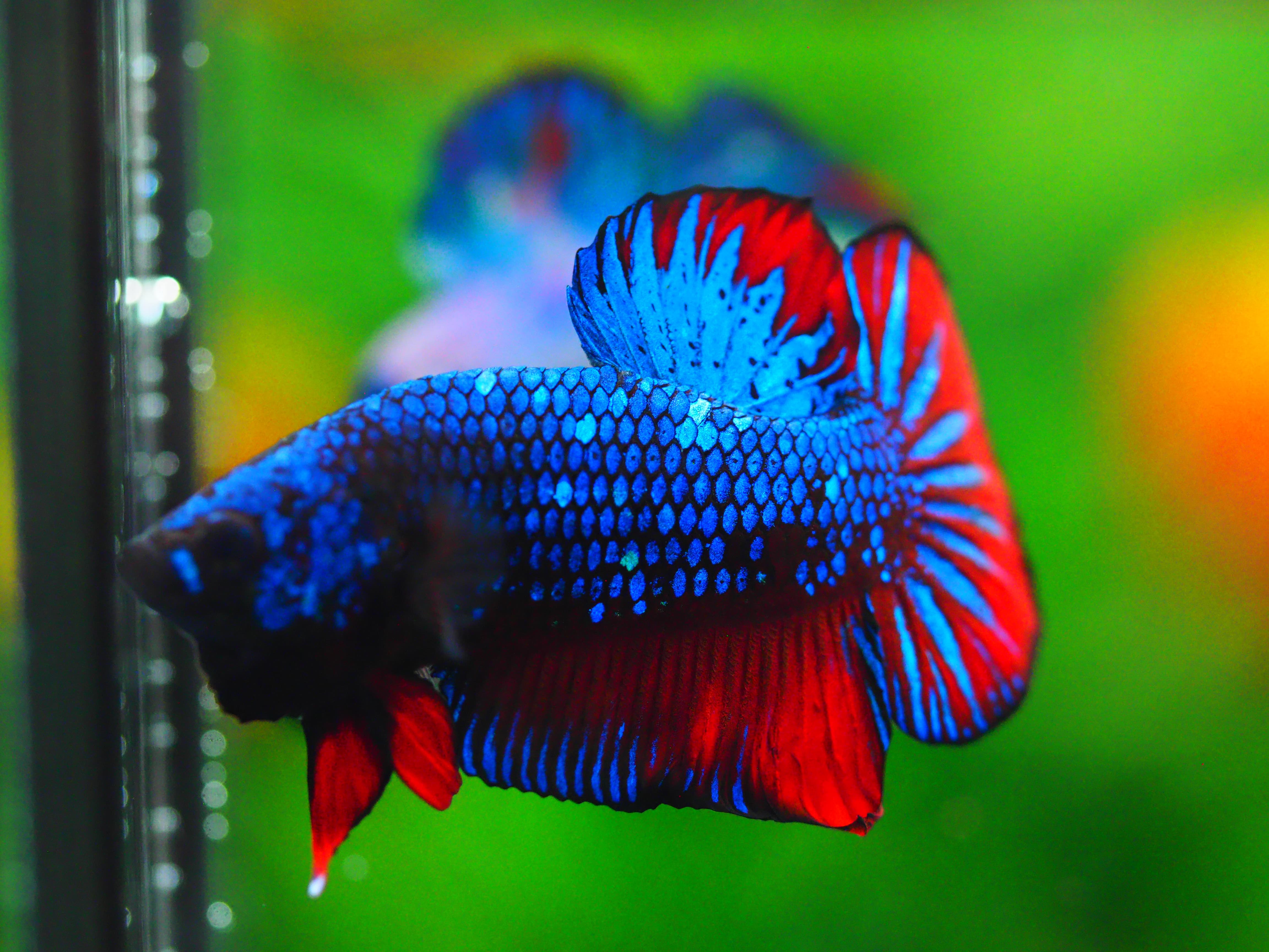 HMPK FANCY MALE GRADE A +++